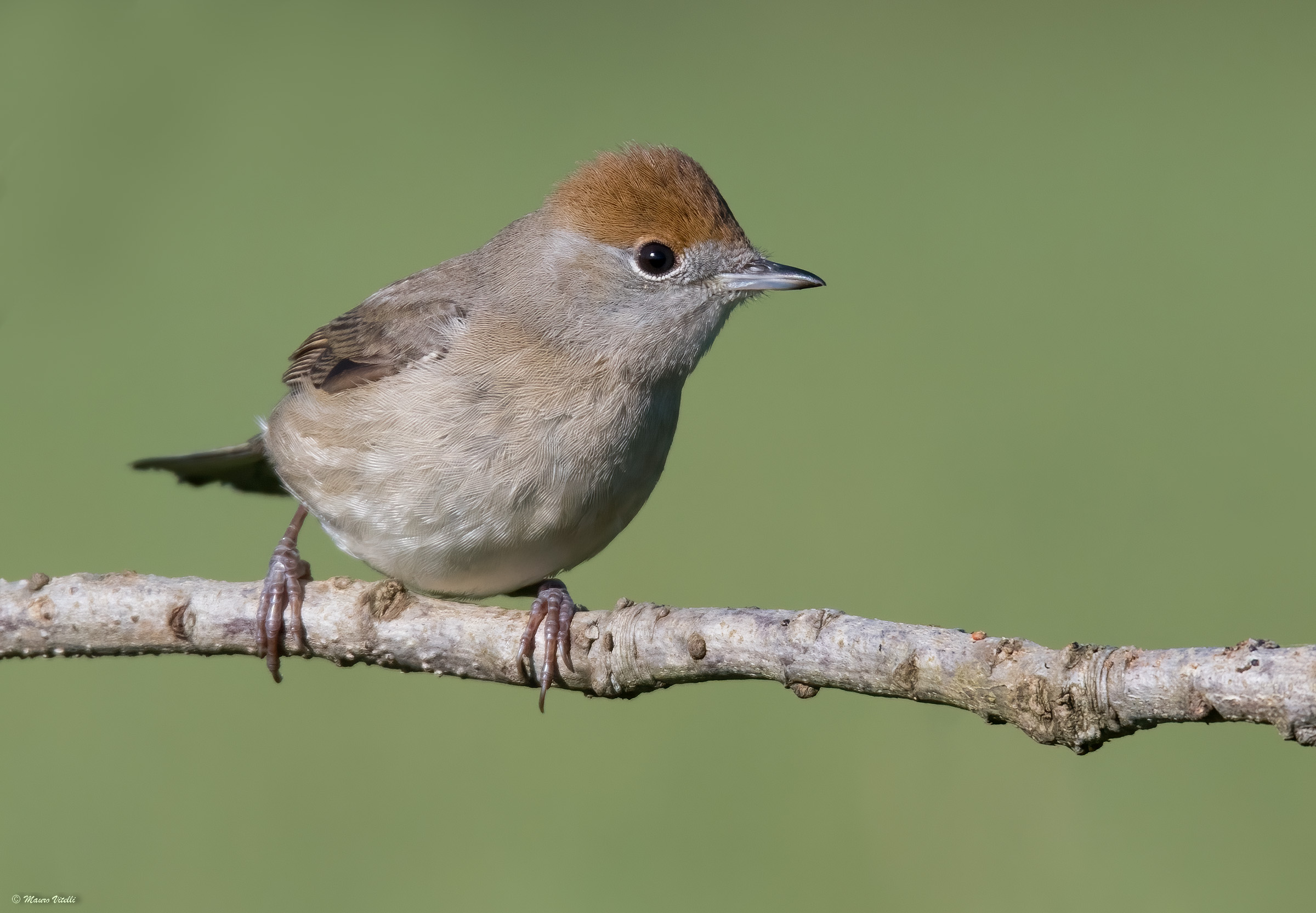 Capinera (Sylvia atricapilla) female