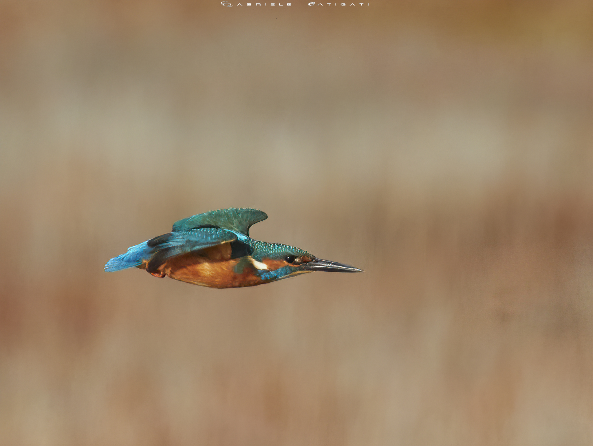 Kingfisher