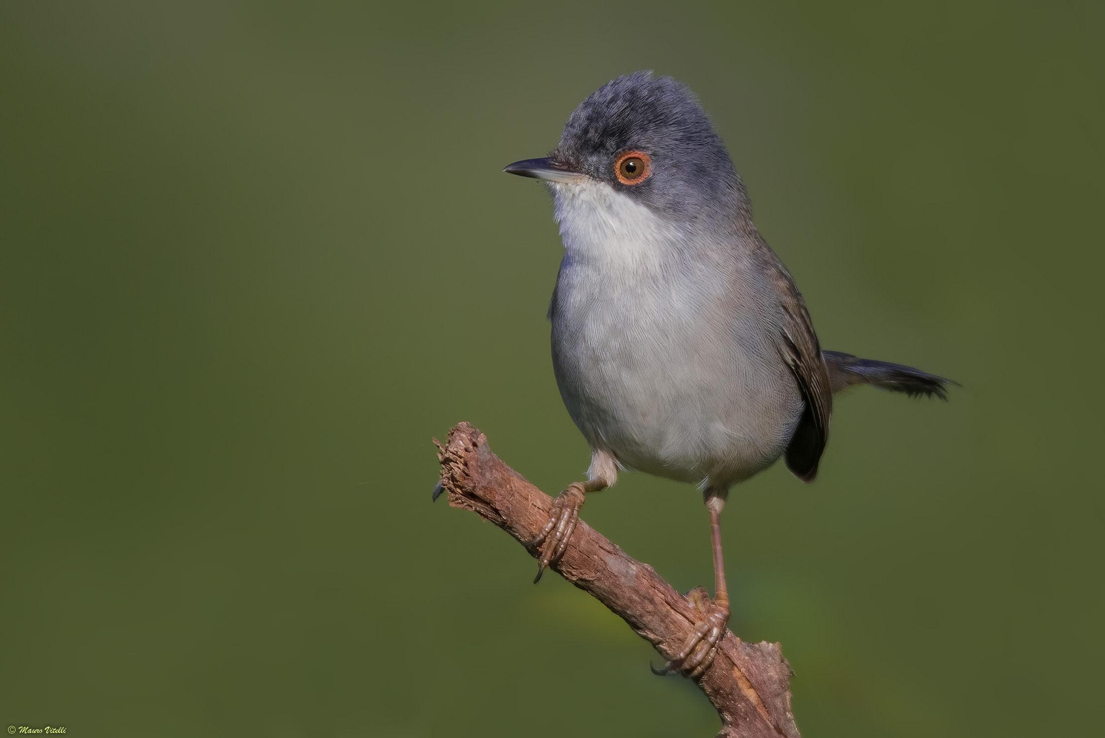 Cocklococotta (Sylvia melanocephala)