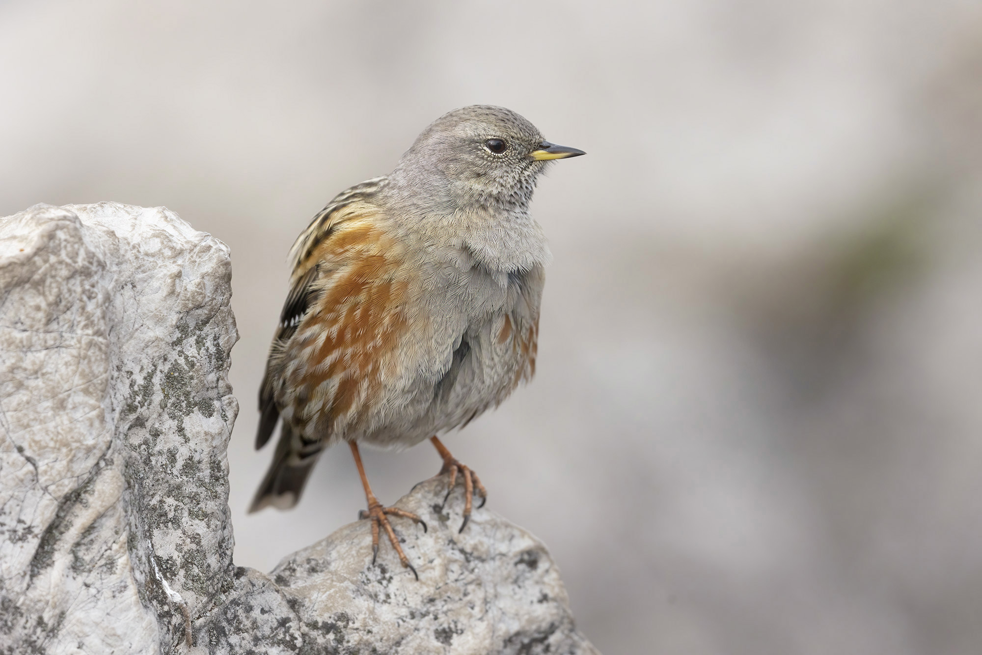 sordone tra le rocce