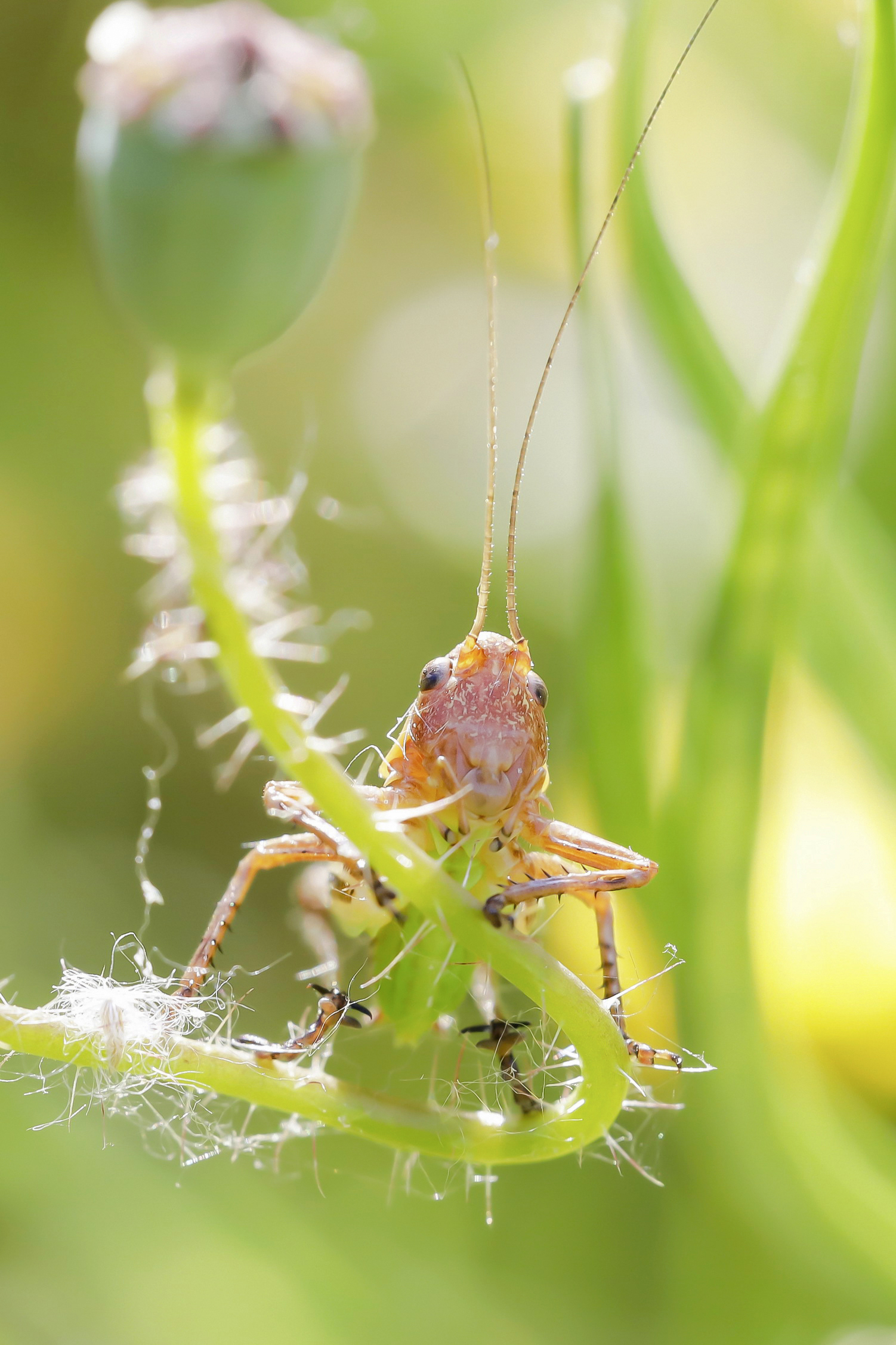 Neanid of Tettigoniidae