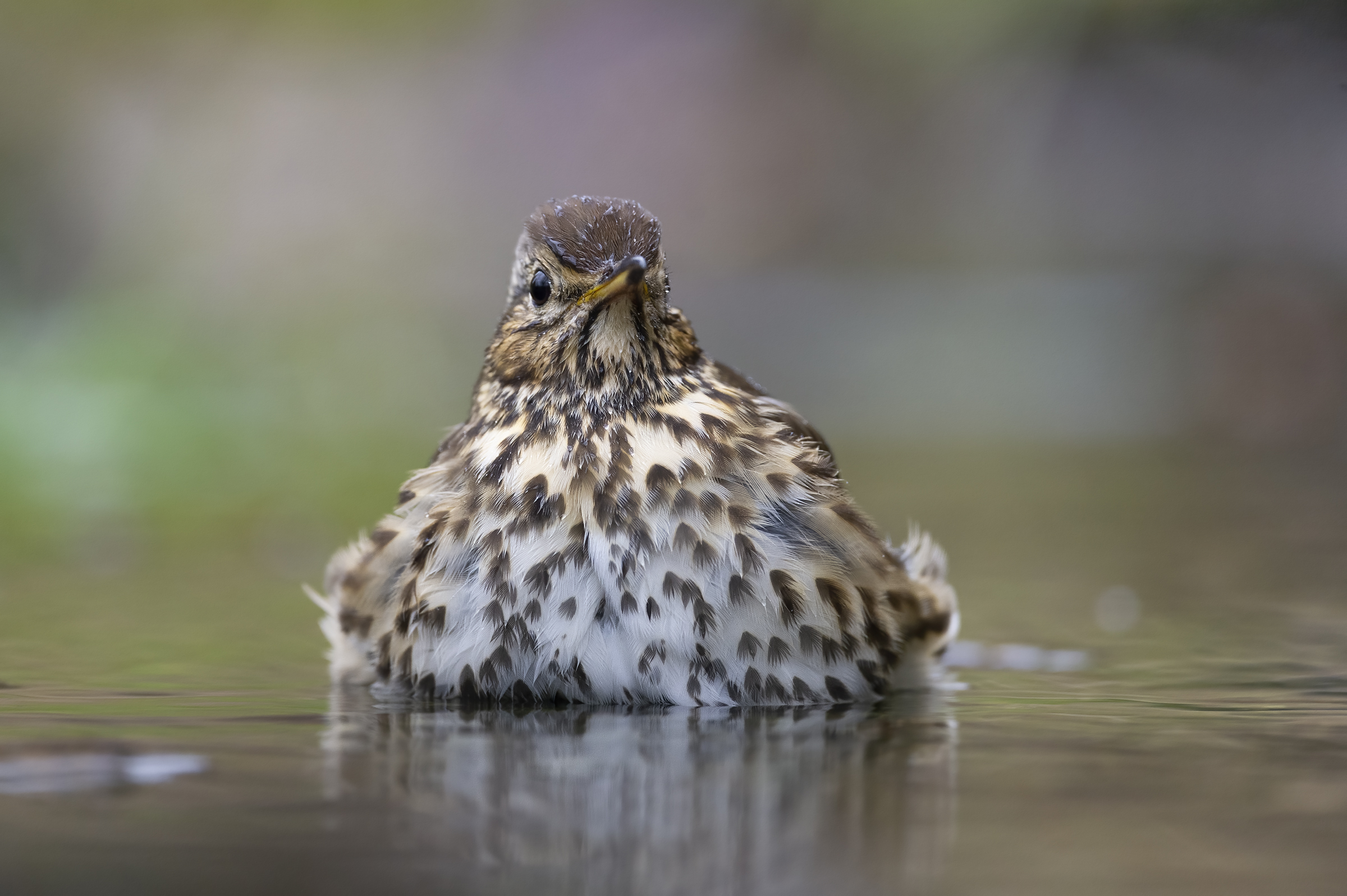 Bottaccio Thrush (Turdus philomelos)