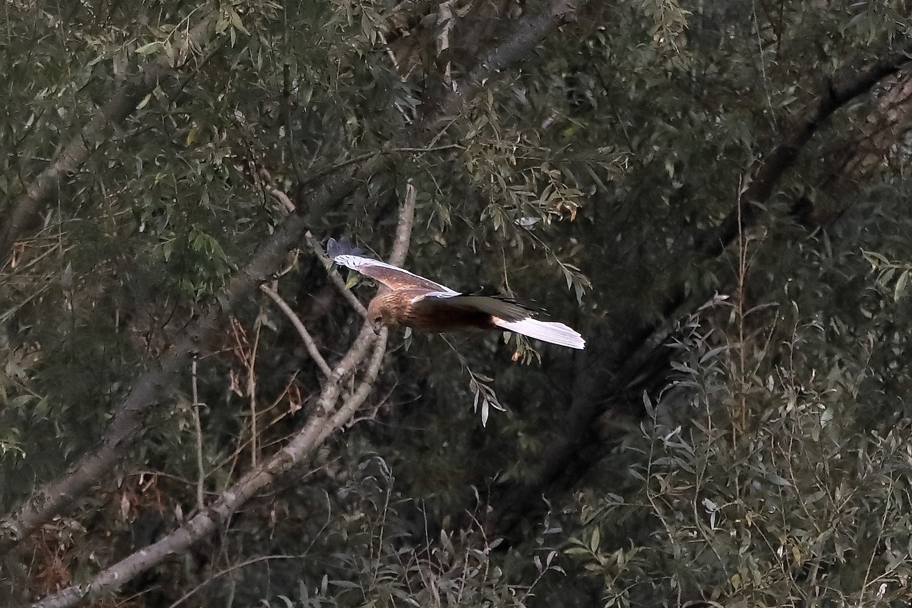 falco di palude 12-10-2022