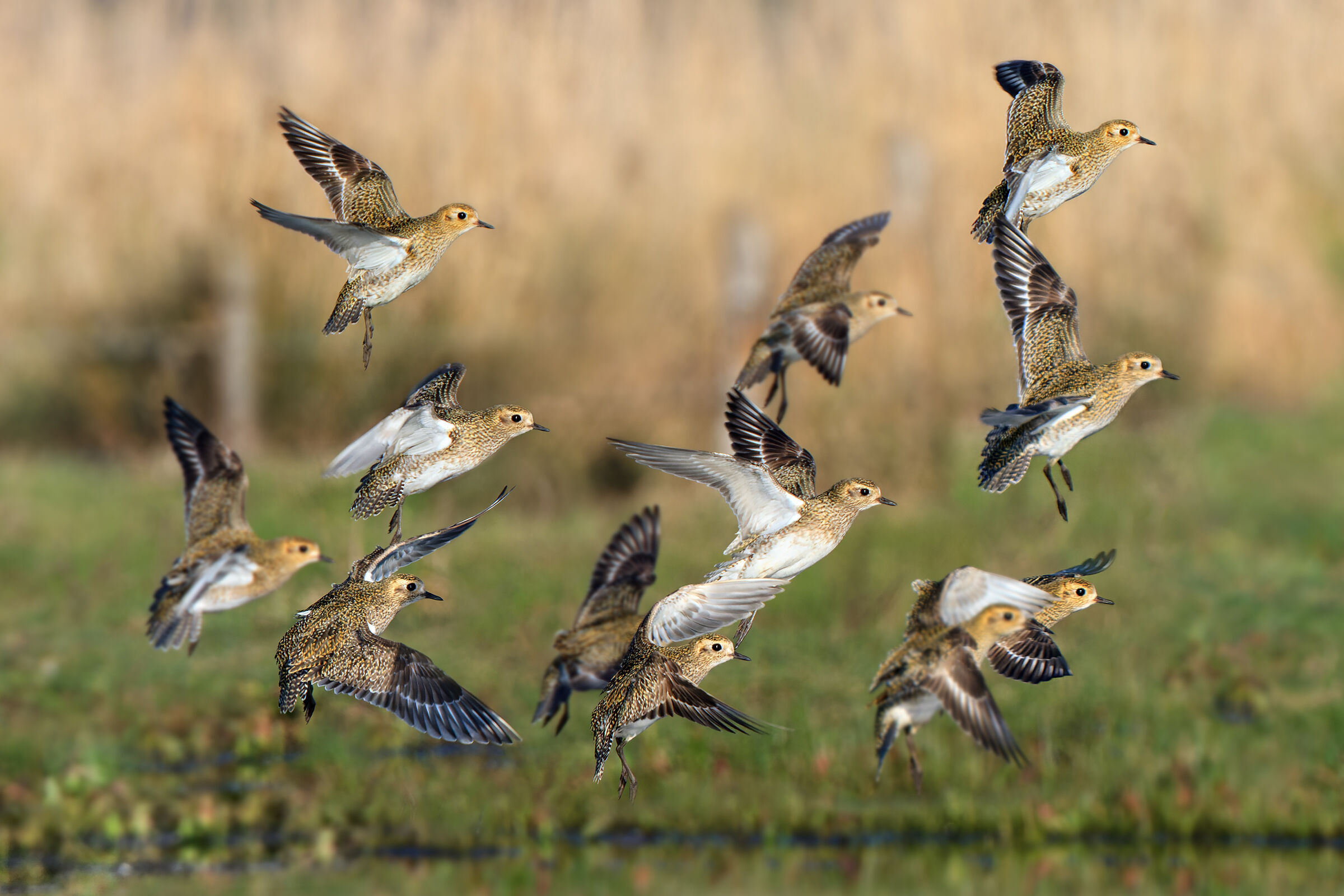 Golden plovers