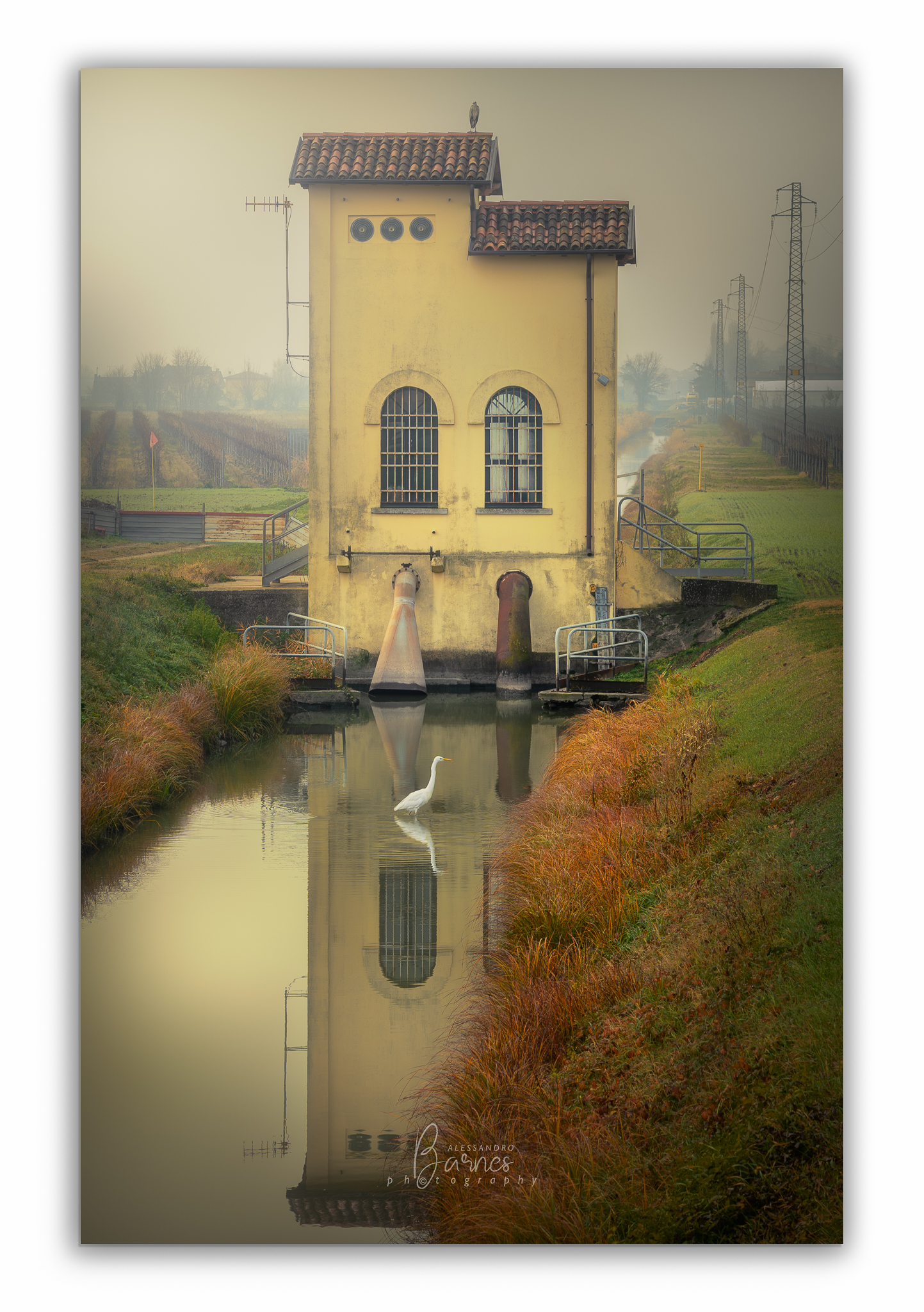 Urban birdlife