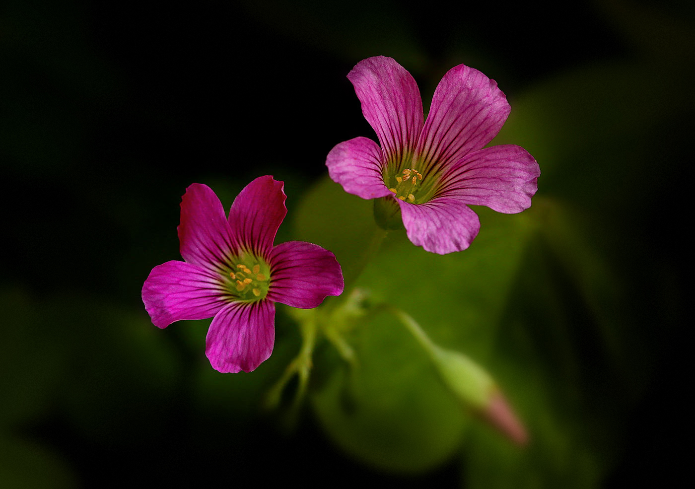Malva Sylvestris