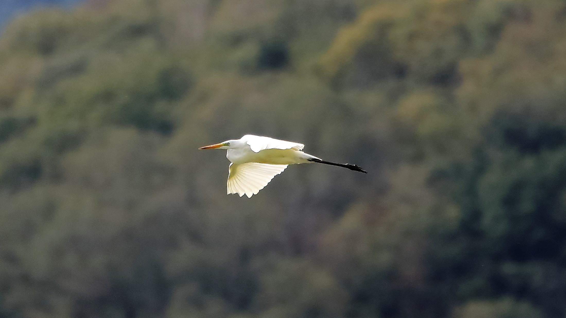 airone BM 26-09-2022