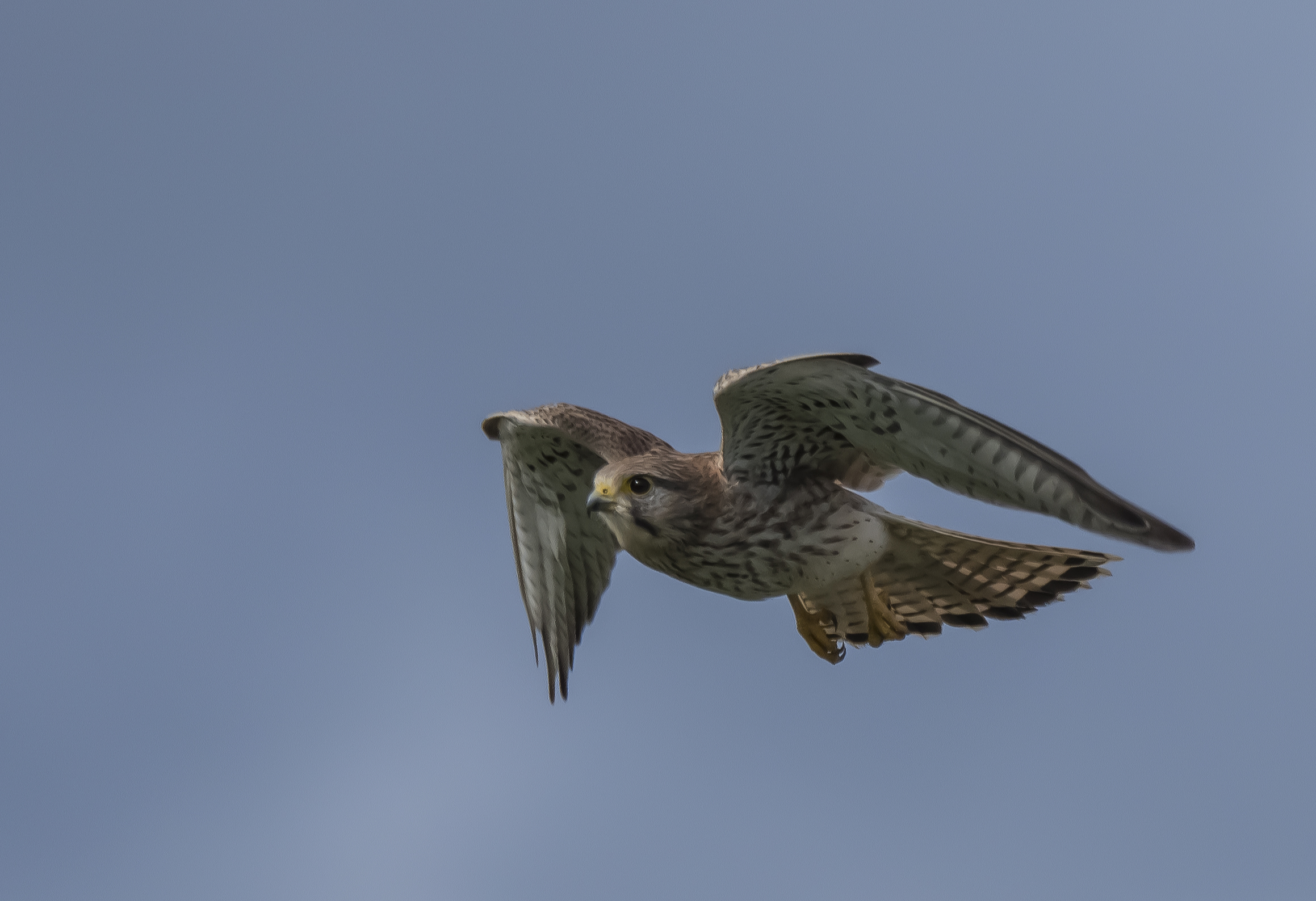 Kestrel