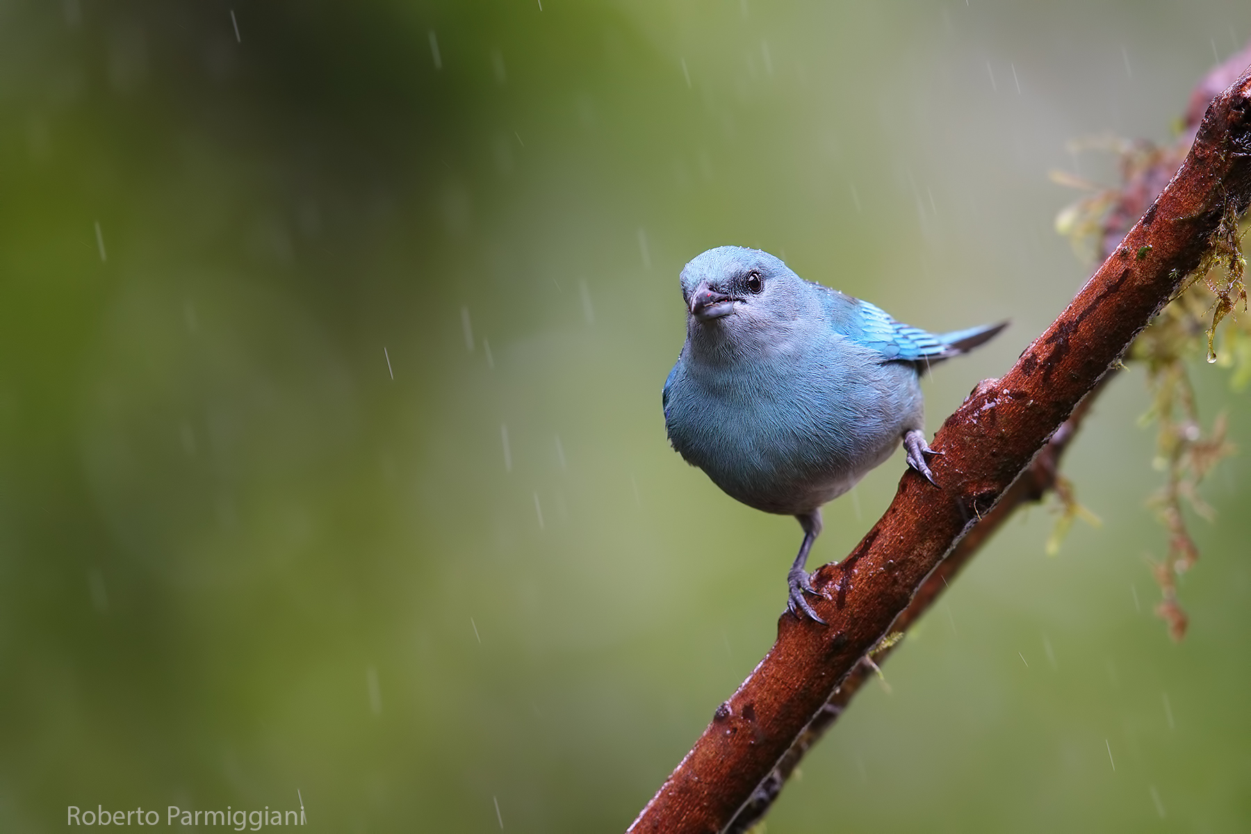 Blue Tangara