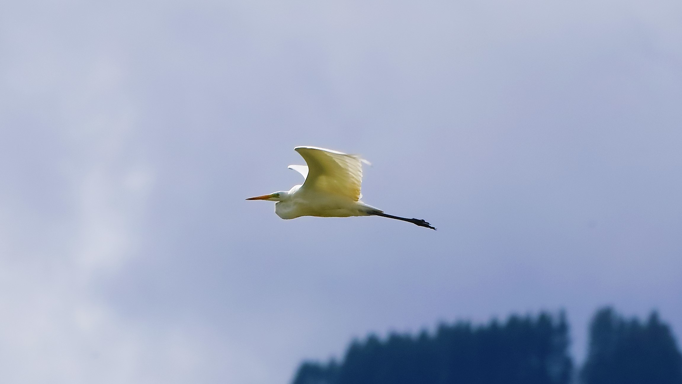 airone BM 26-09-2022