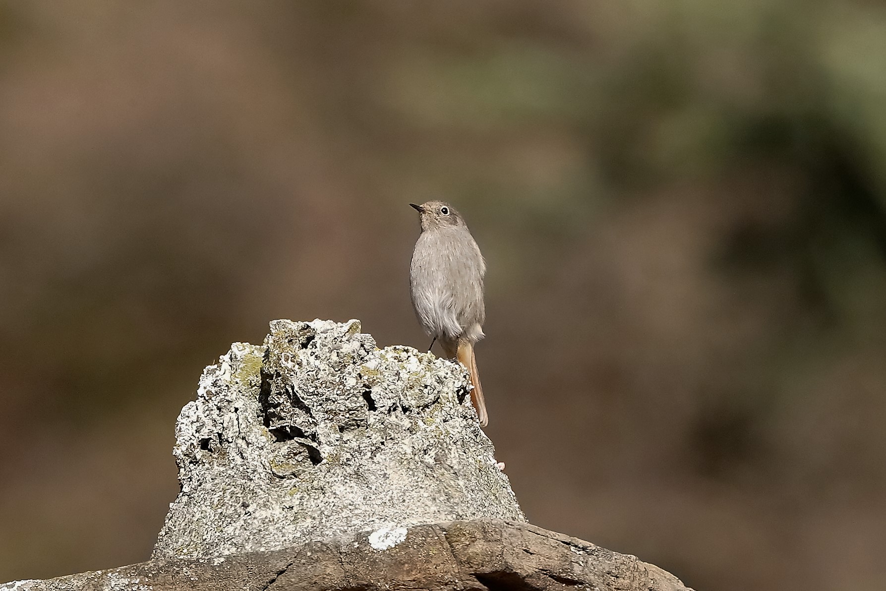 codirosso 25 novembre 2022