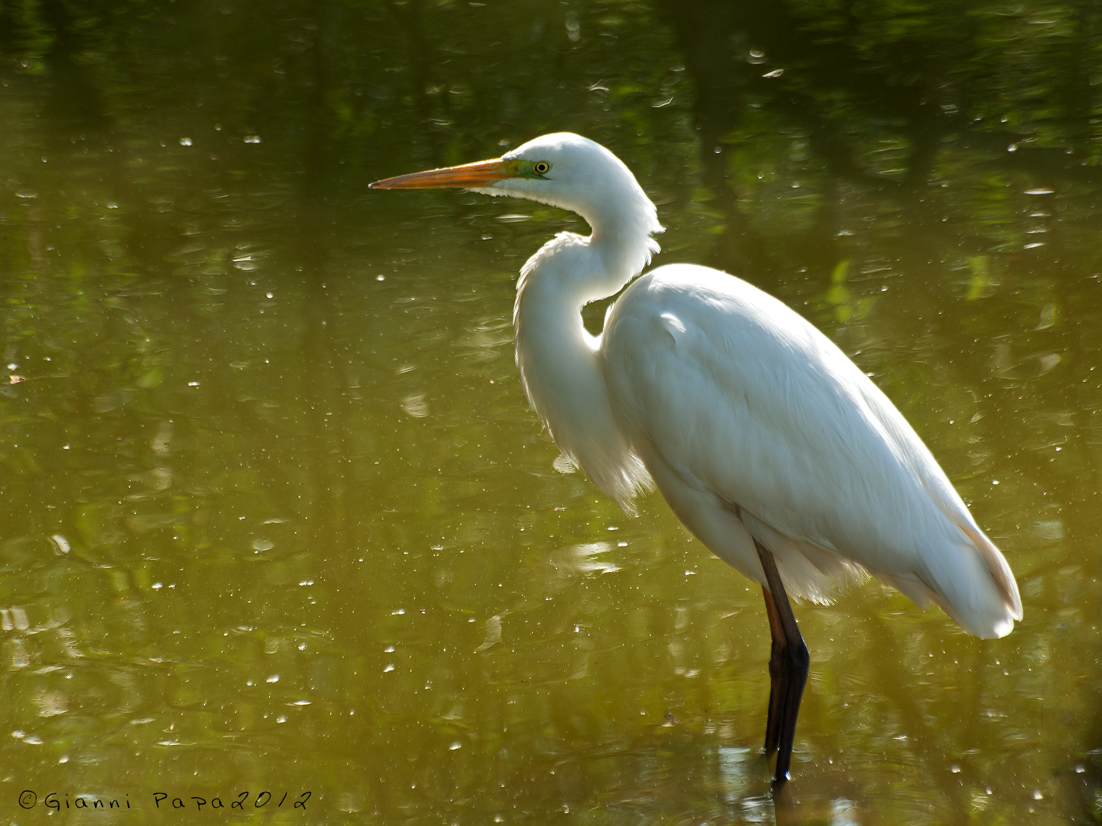 Great white heron