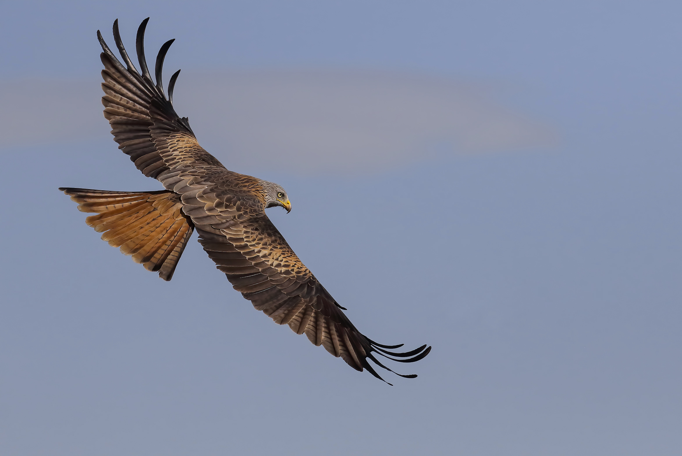 Red kite