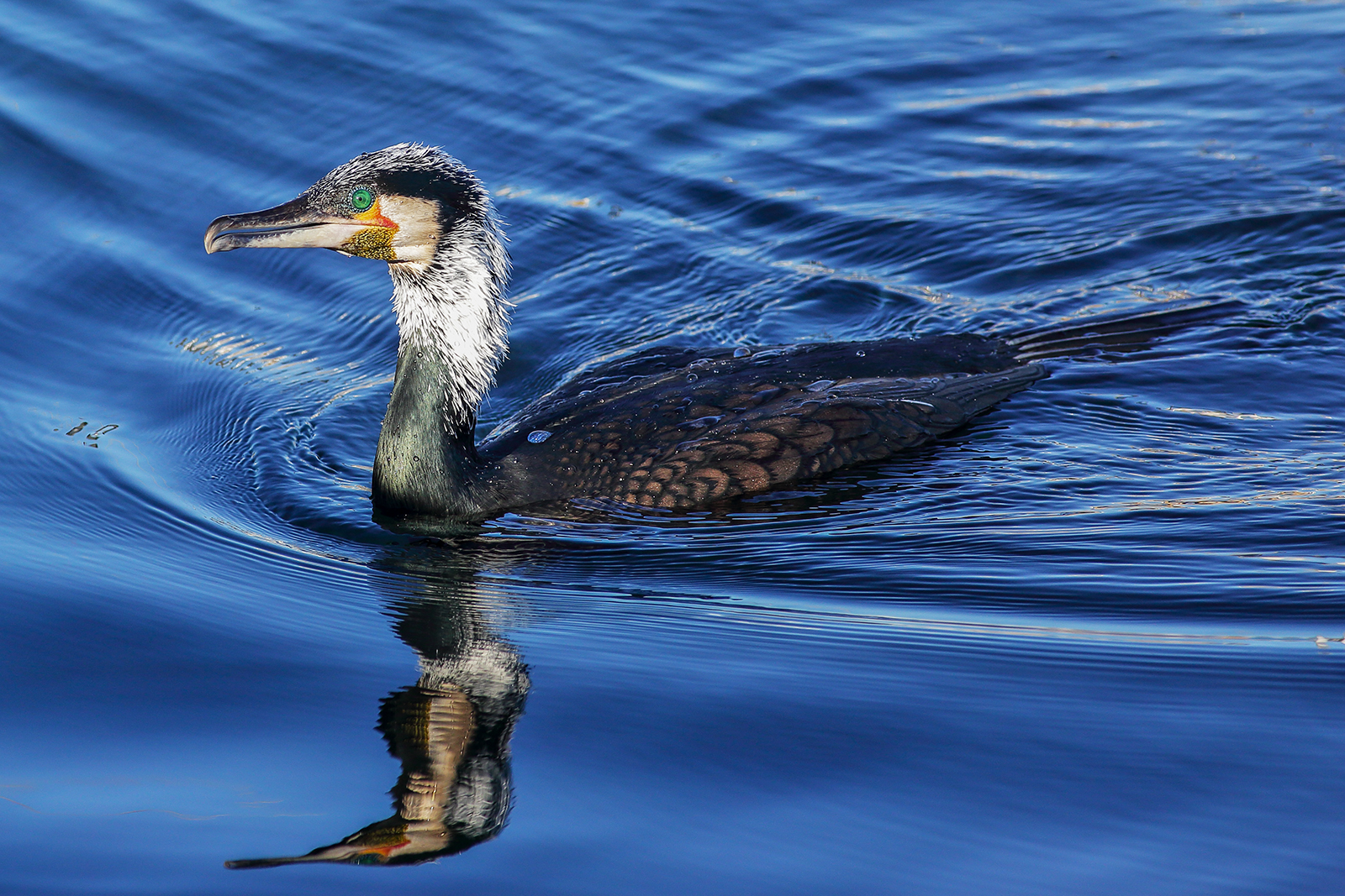 Cormorant