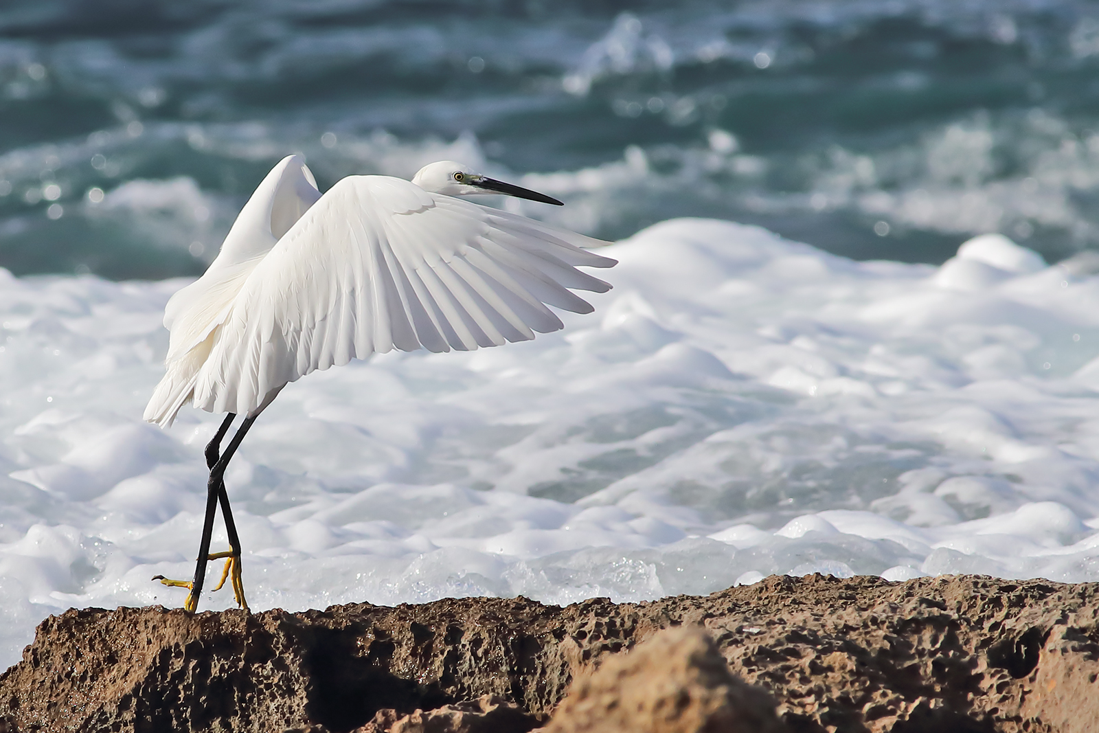 Egretta egret