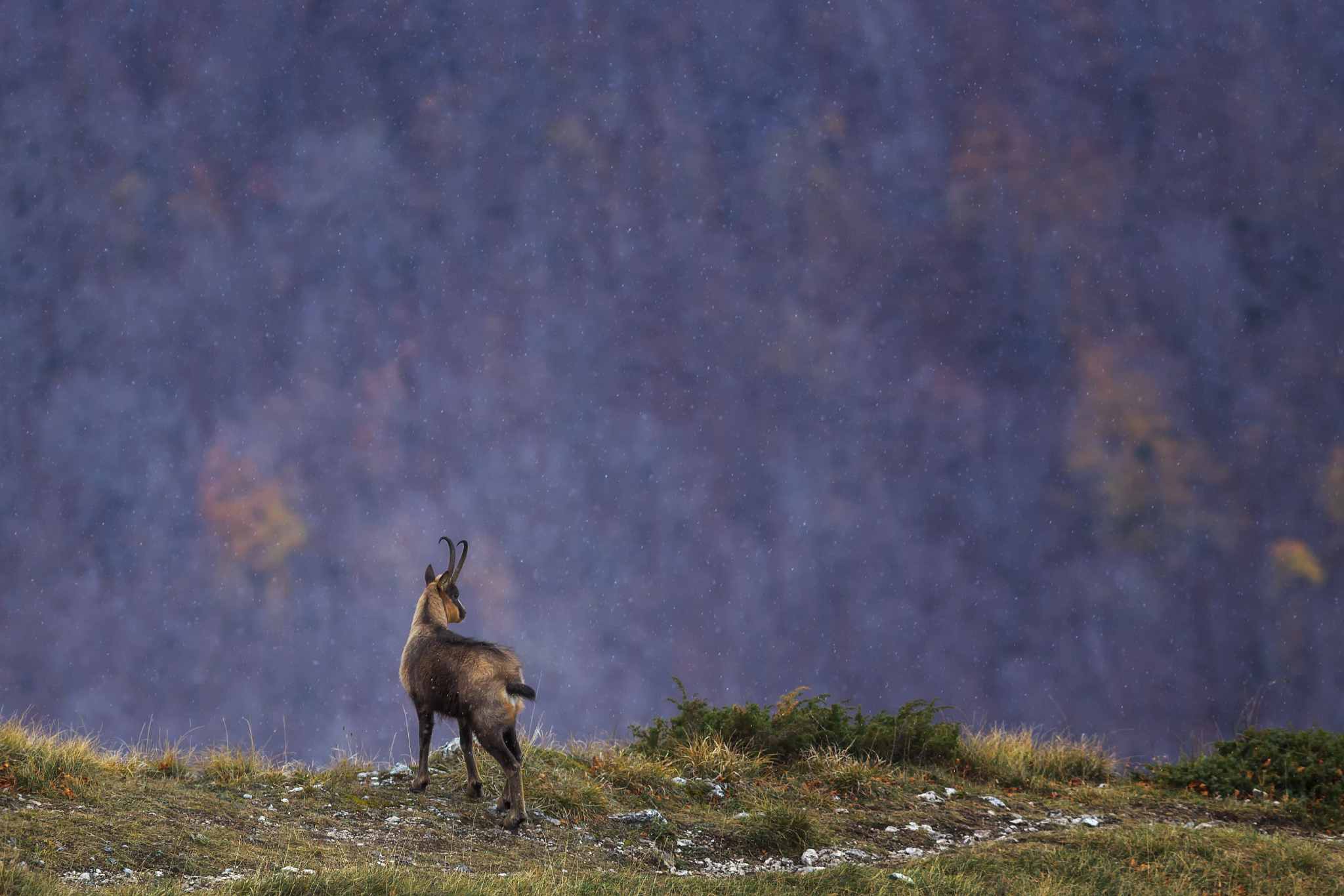 Abruzzo Chamois 1
