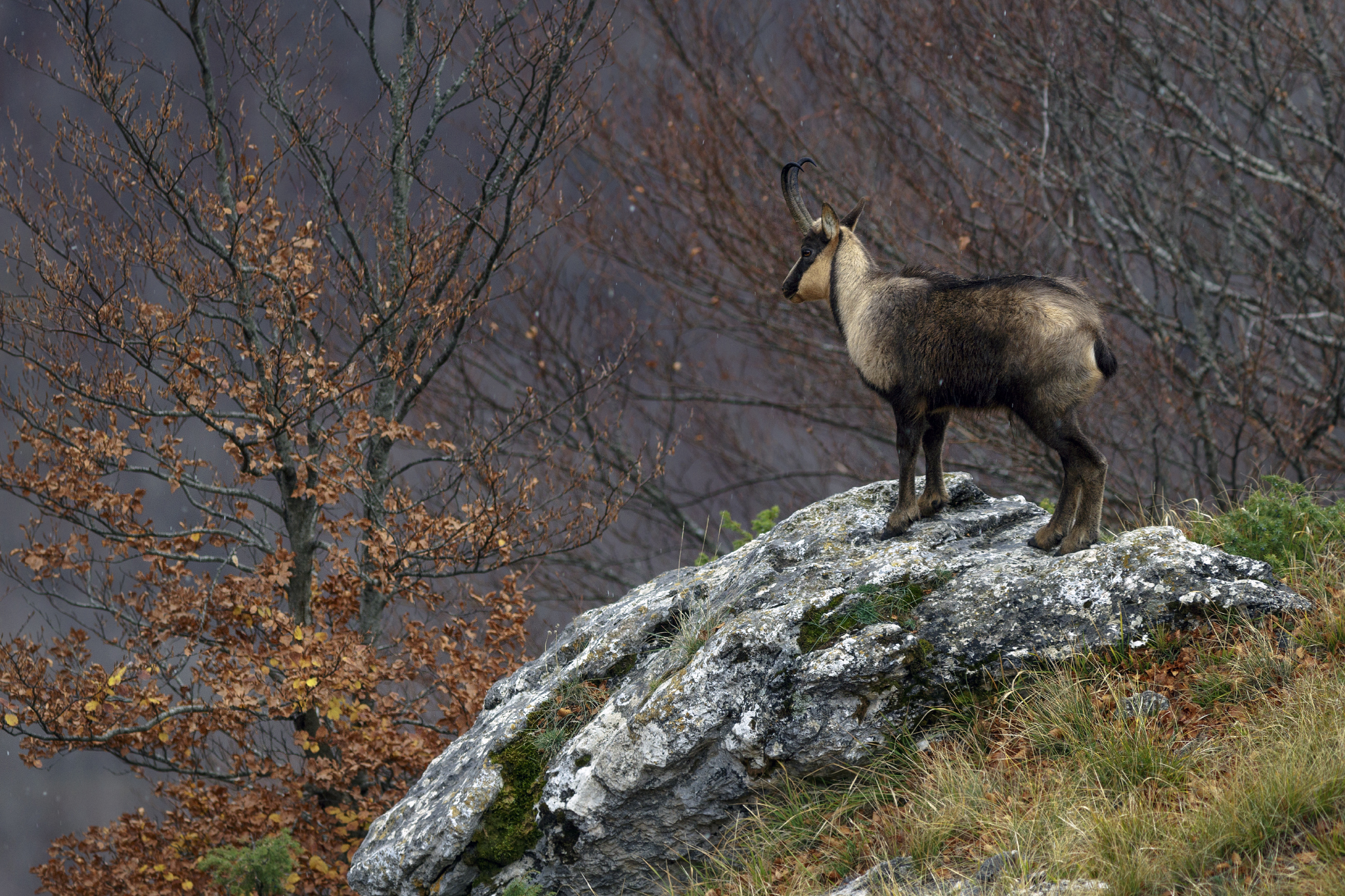 Abruzzo Chamois 2