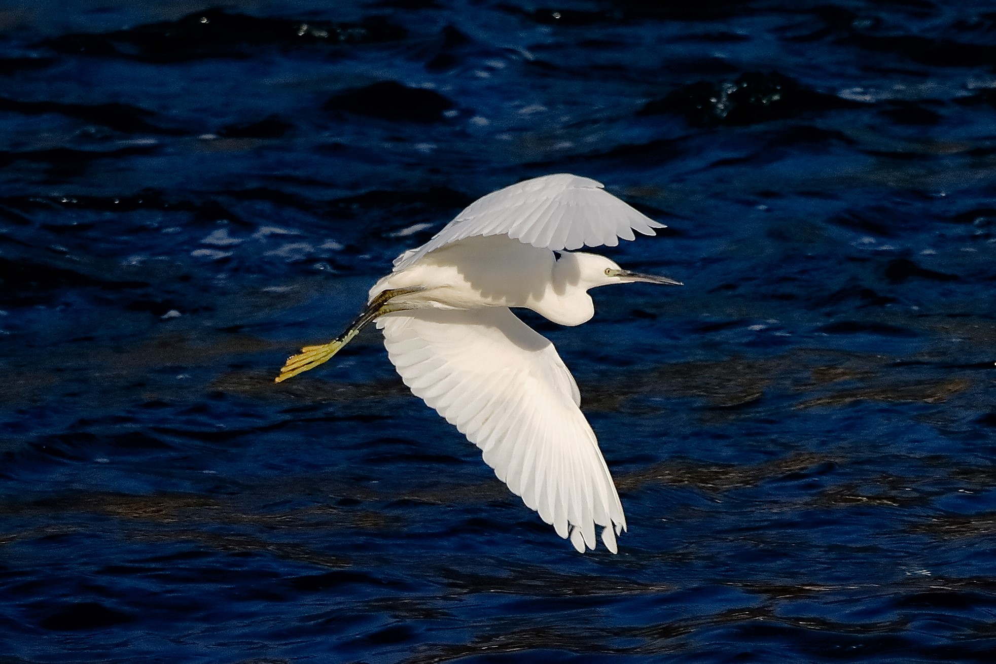 garzetta 19 ottobre 2022