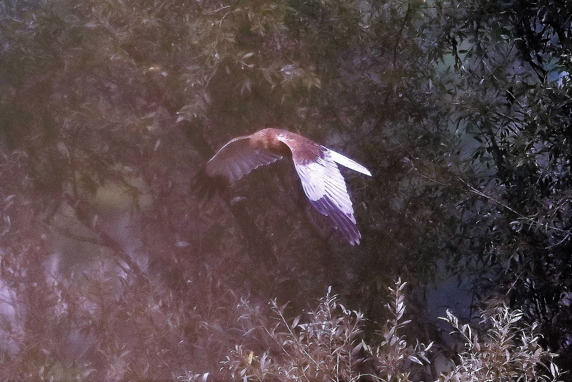 Falco di palude 12-10-2022