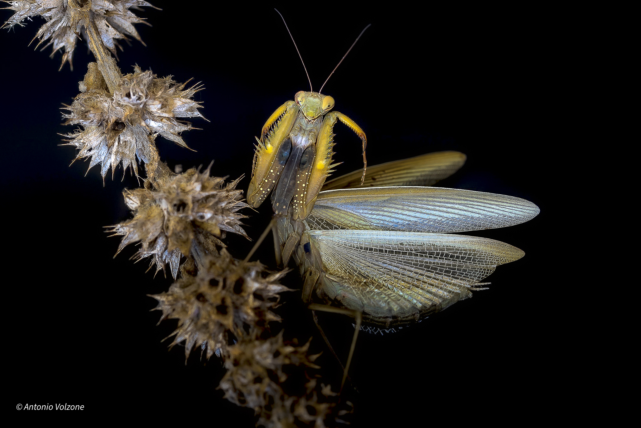 Mantis