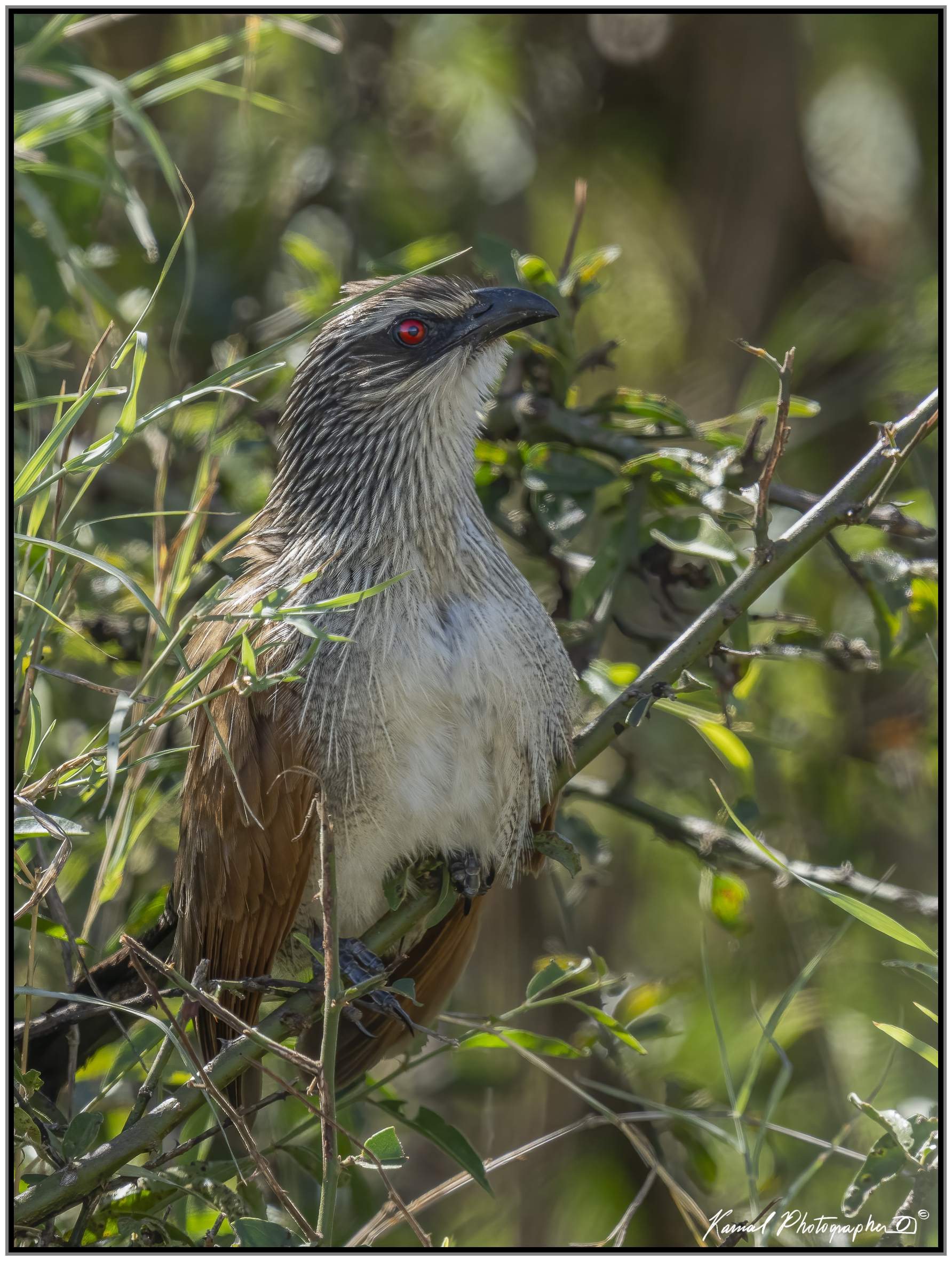 Centropus superciliosus