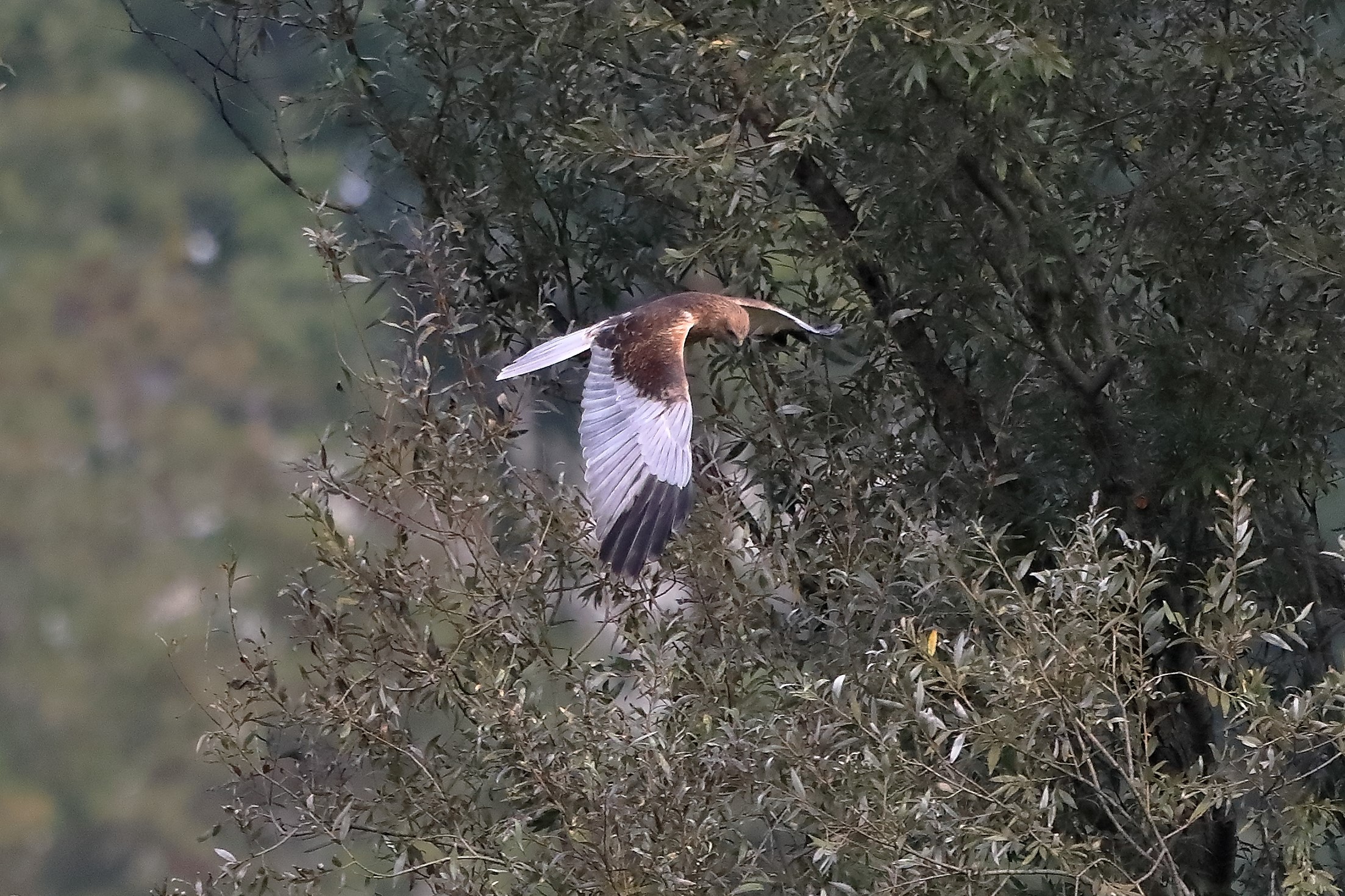 Falco di palude 12-10-2022