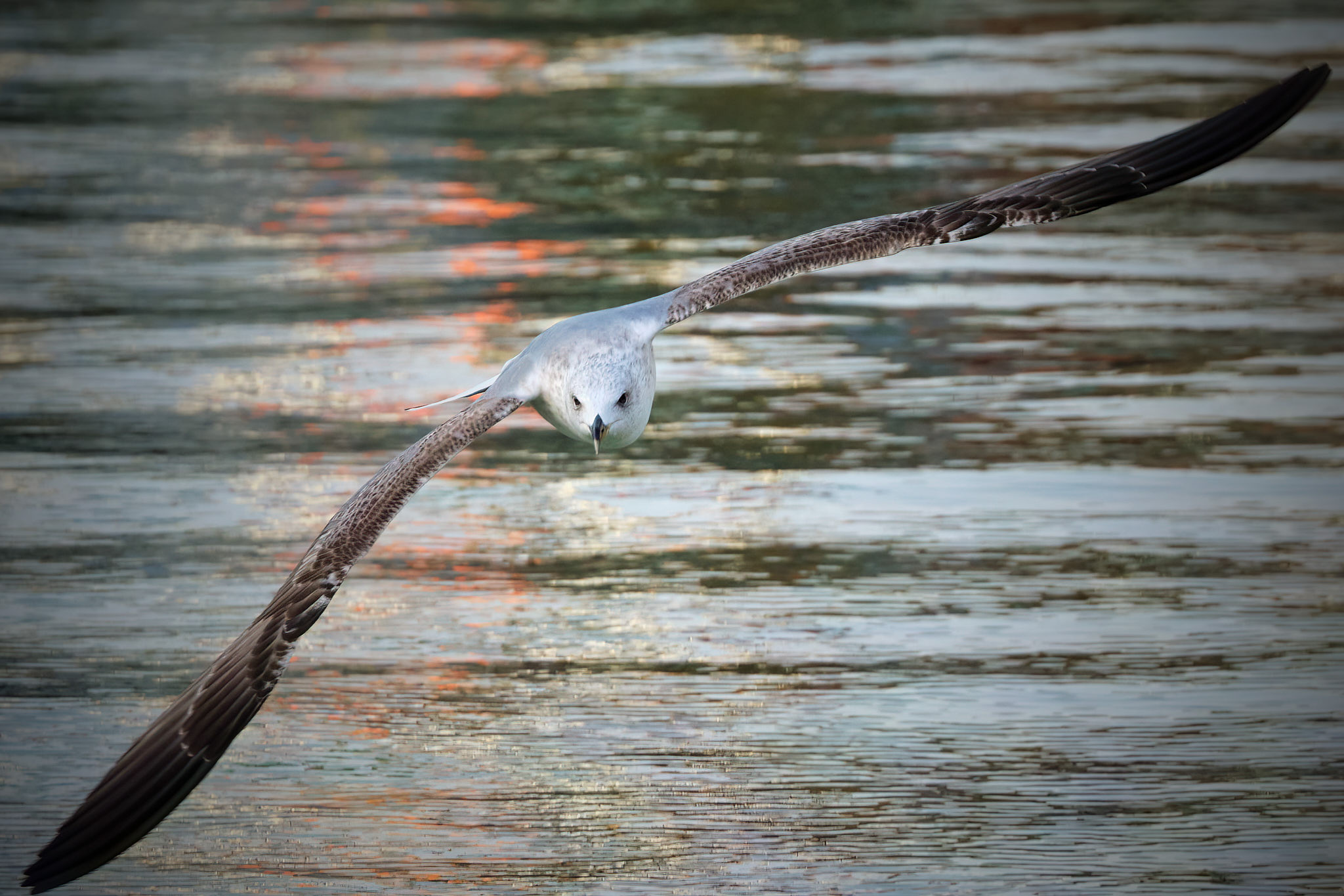 Immaturo in Volo