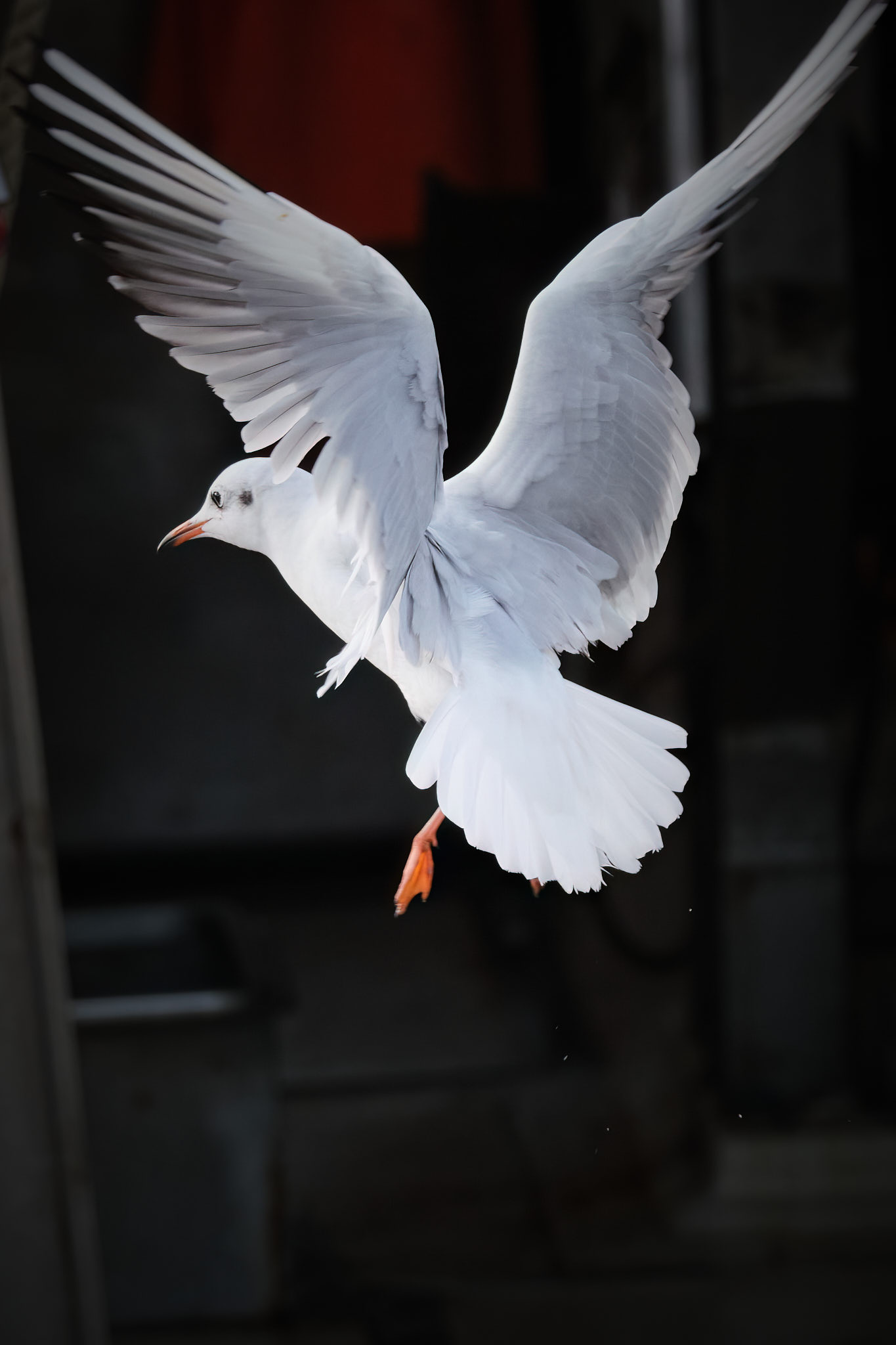 Gabbianella in Volo