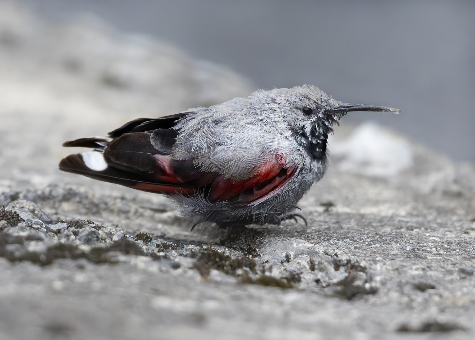 picchio muraiolo maschio
