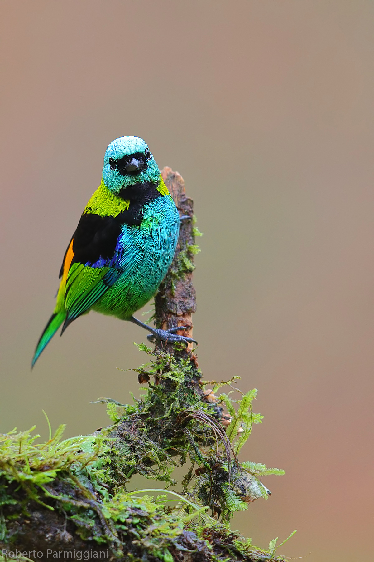 Tangara dai sette colori