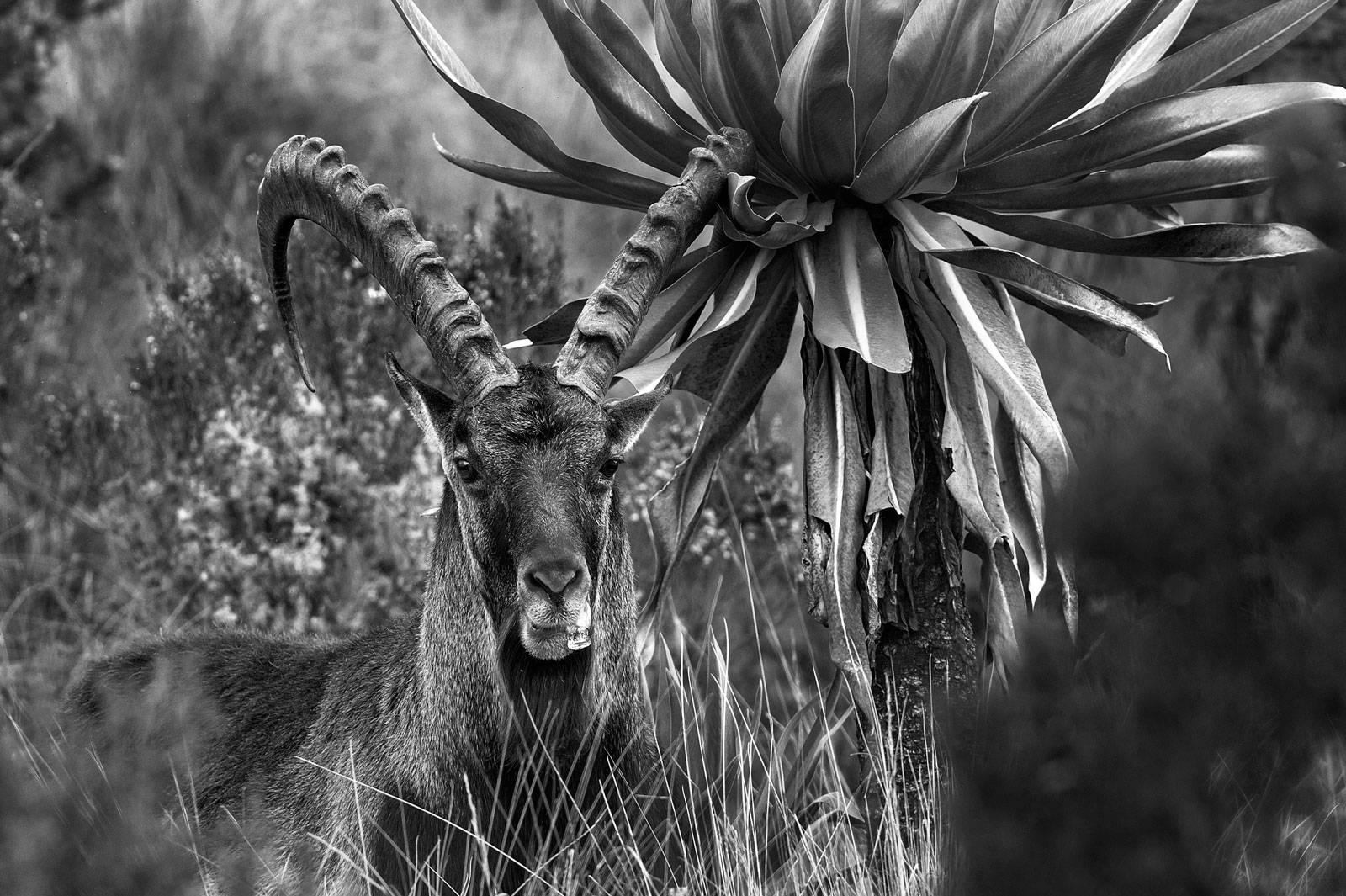 Stambecco abissino (Capra walie)