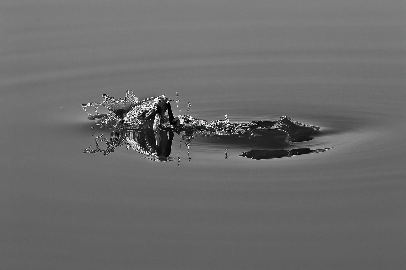 Svasso collorosso (Podiceps grisegena)