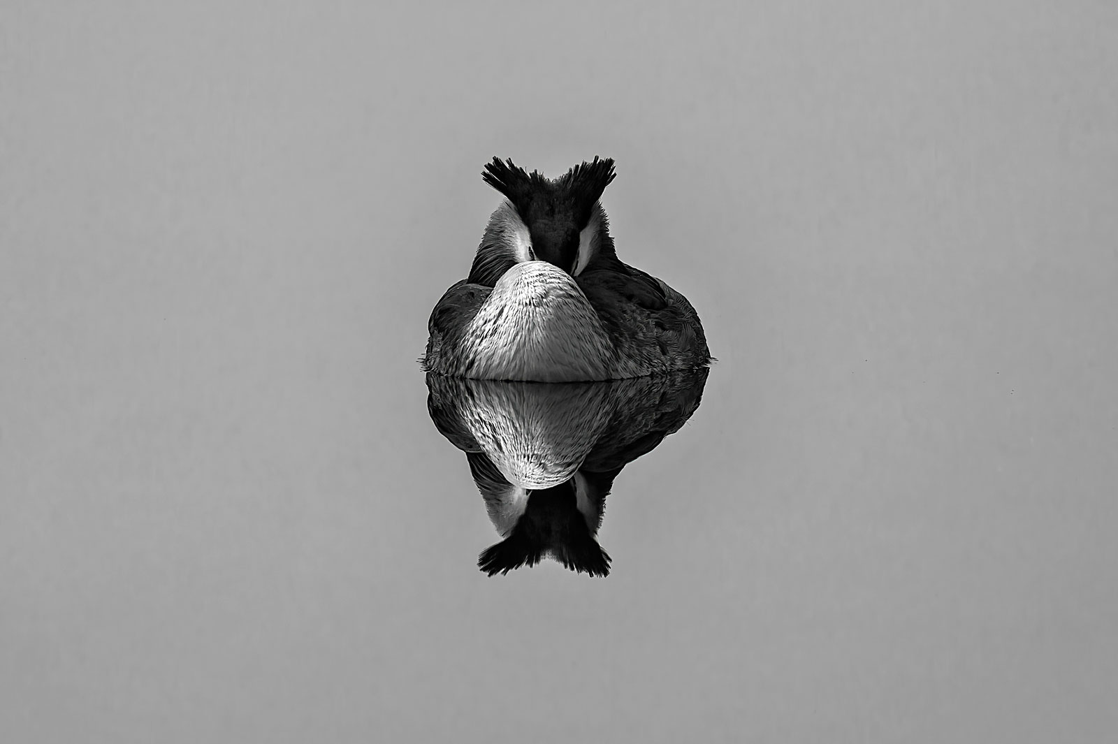 Svasso maggiore (Podiceps cristatus)