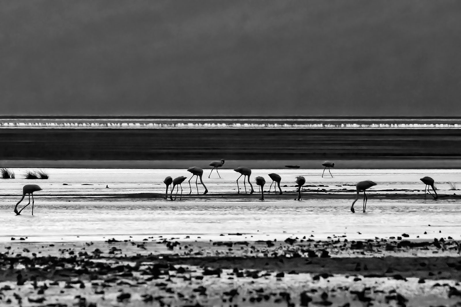 Fenicotteri rosa (Phoenicopterus ruber)