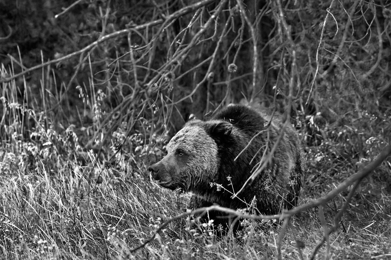 Grizzly (Ursus arctos)