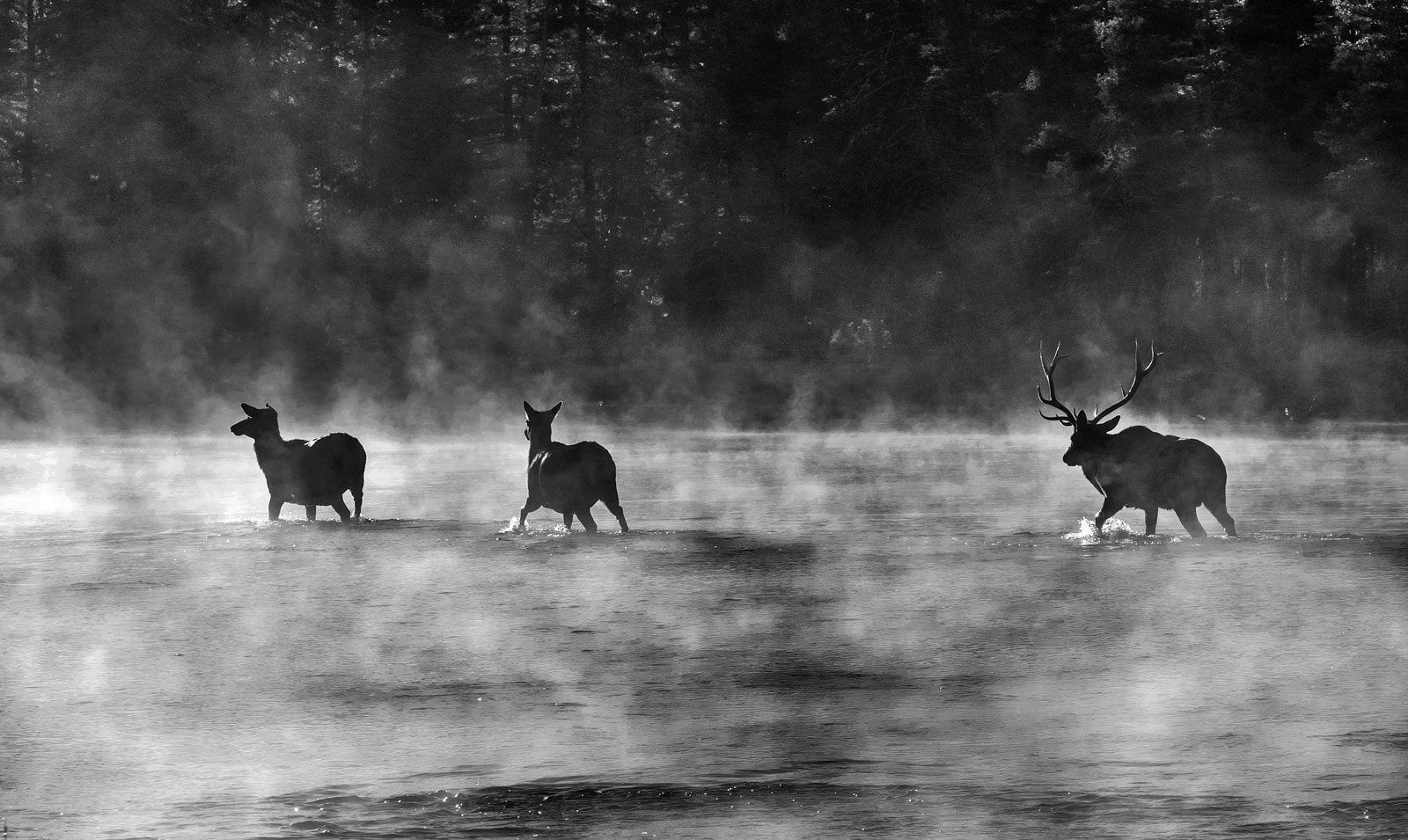 Wapiti (Cervus canadensis)