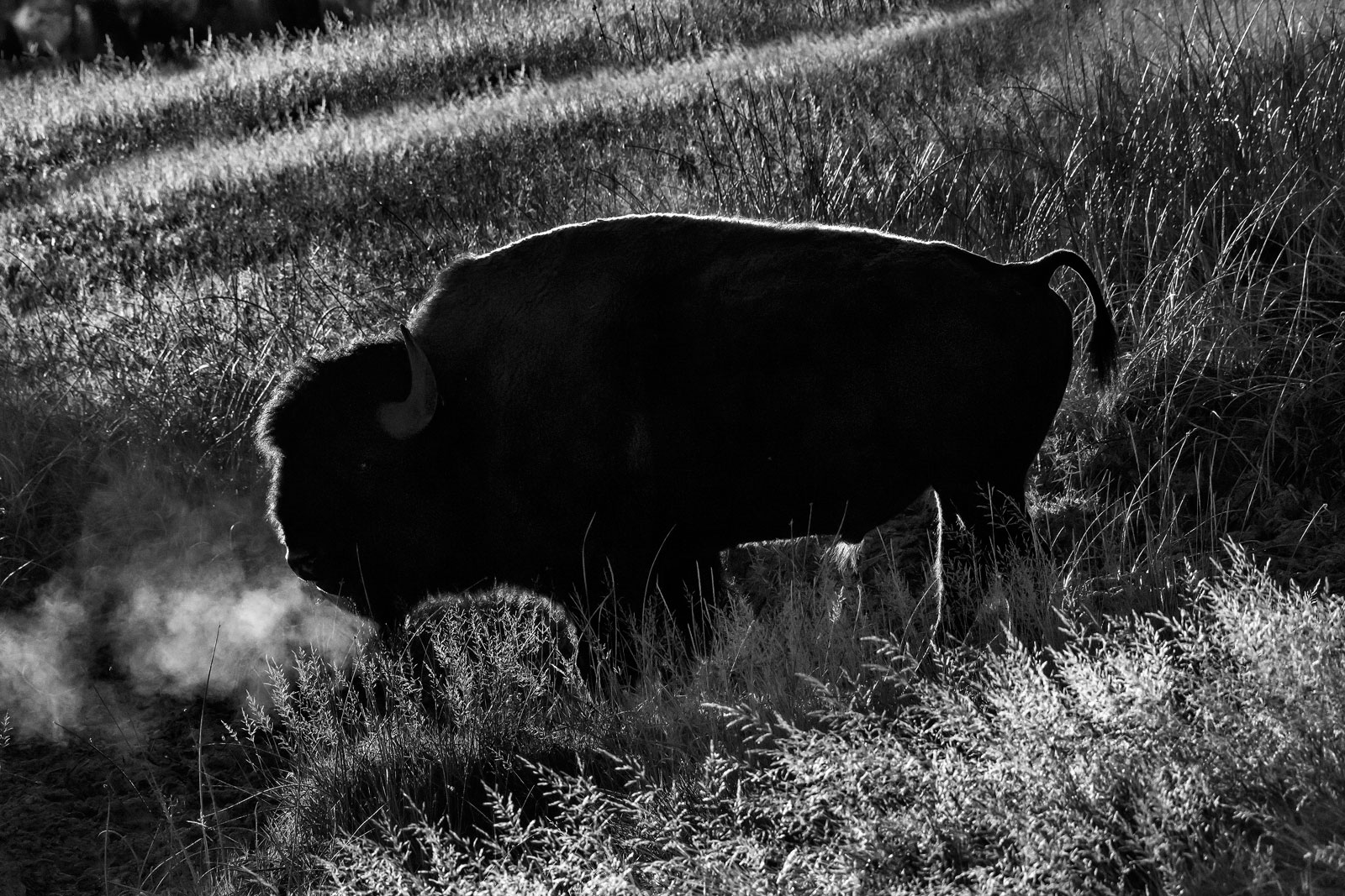 Bisonte (Bison bison), Buffalo