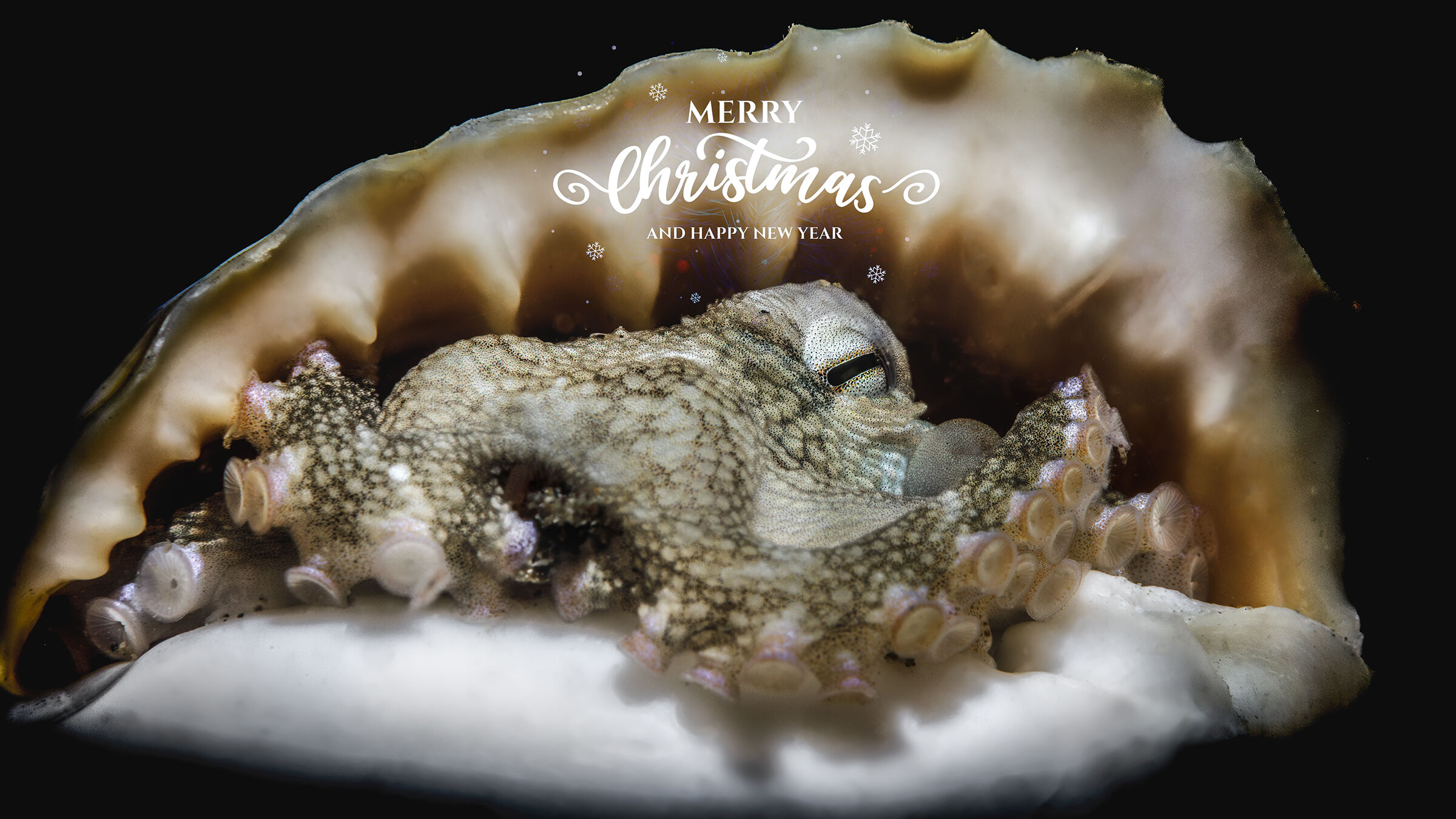 Merry Christmas to all !!!