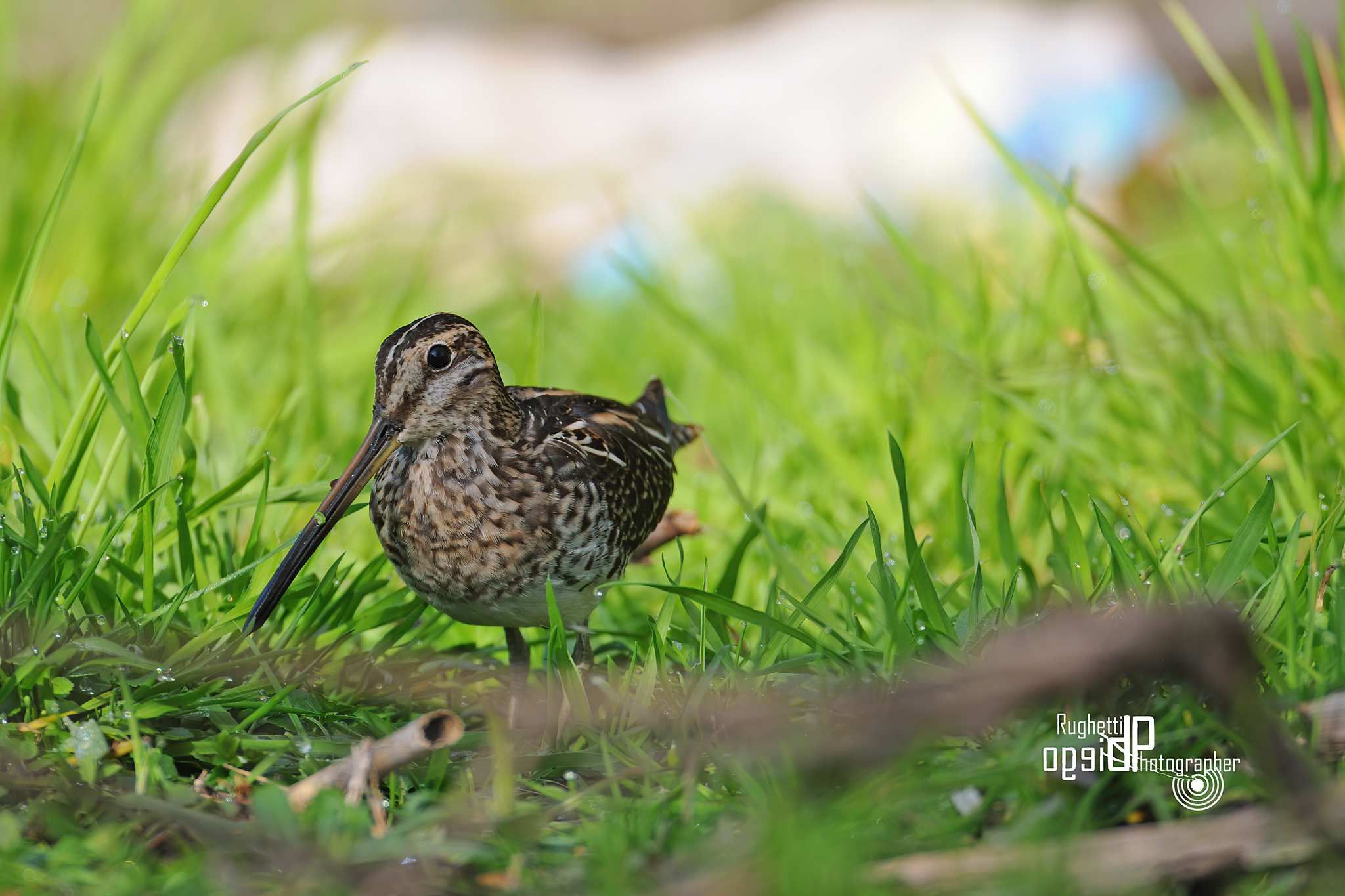 Snipe