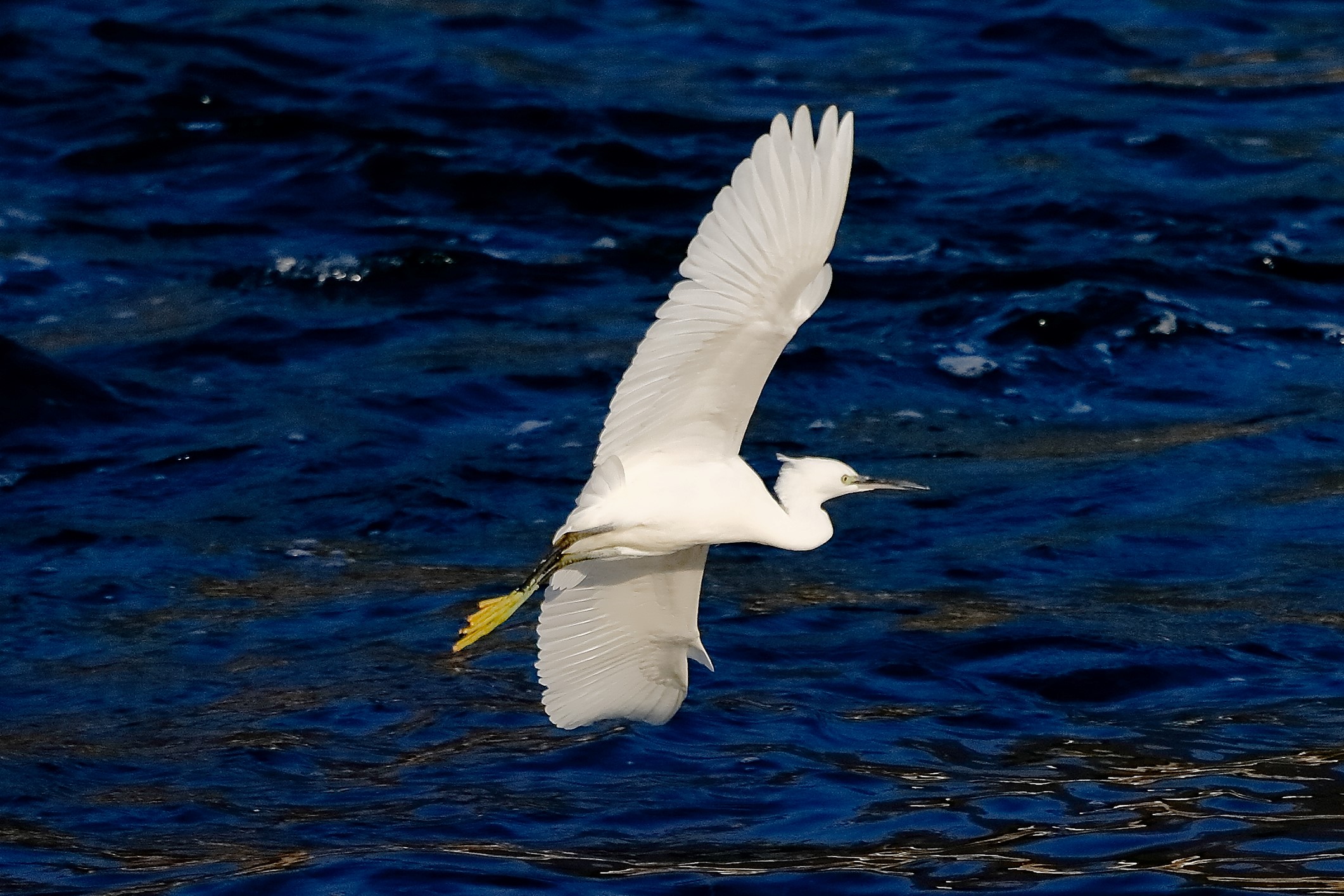 garzetta 19 ottobre 2022