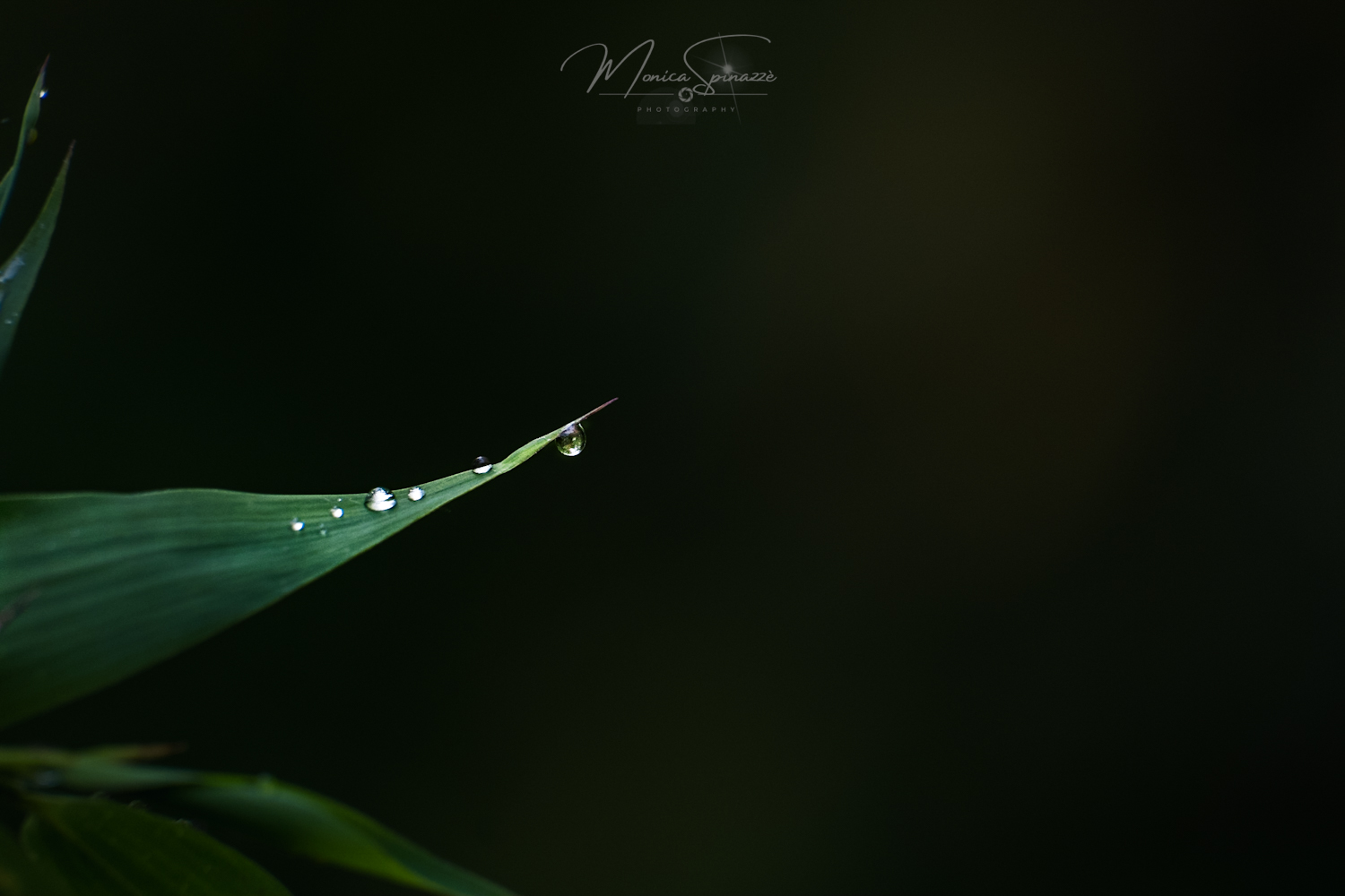 Dew drops
