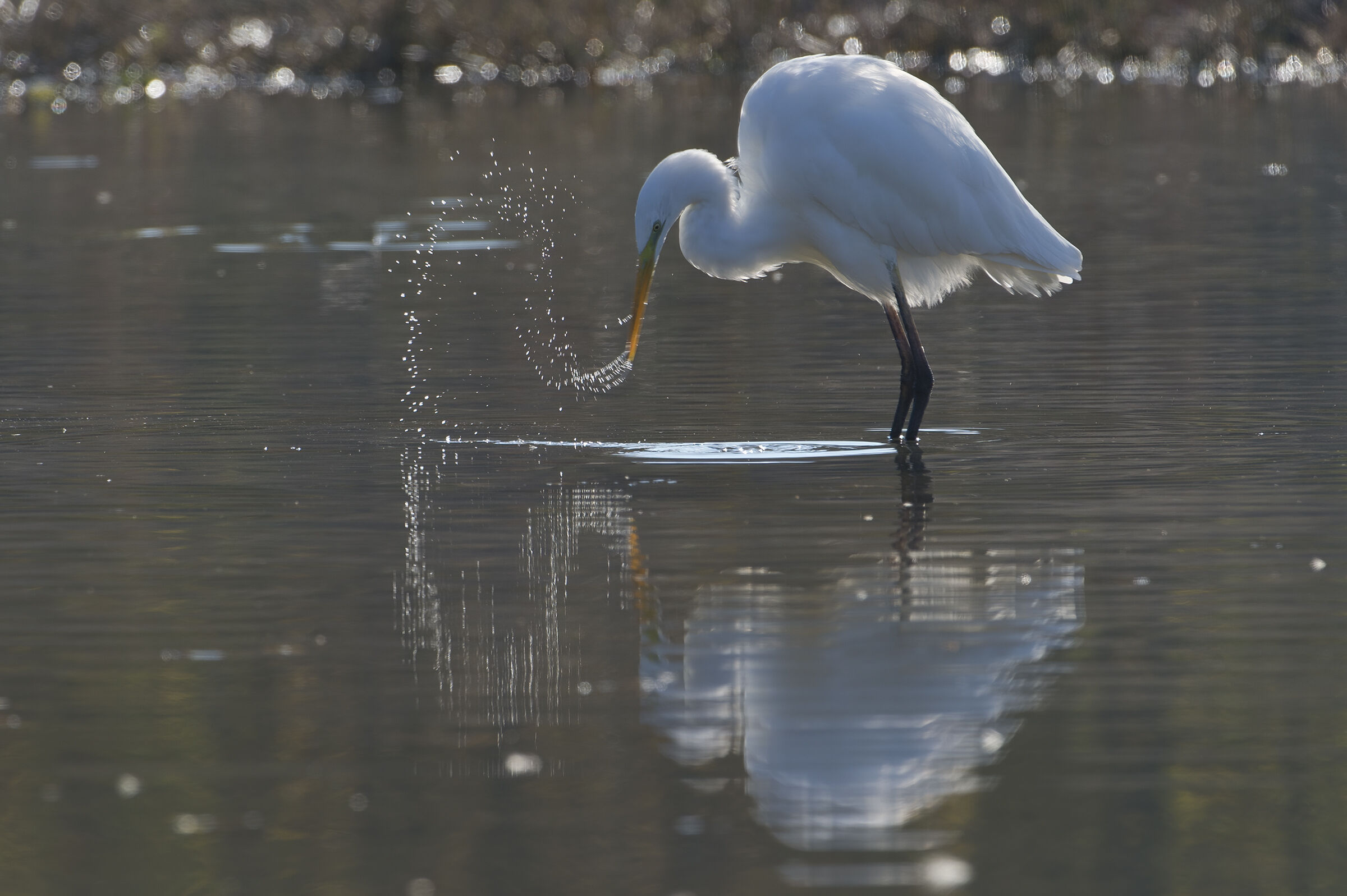 Airone bianco maggiore (Casmerodius albus)