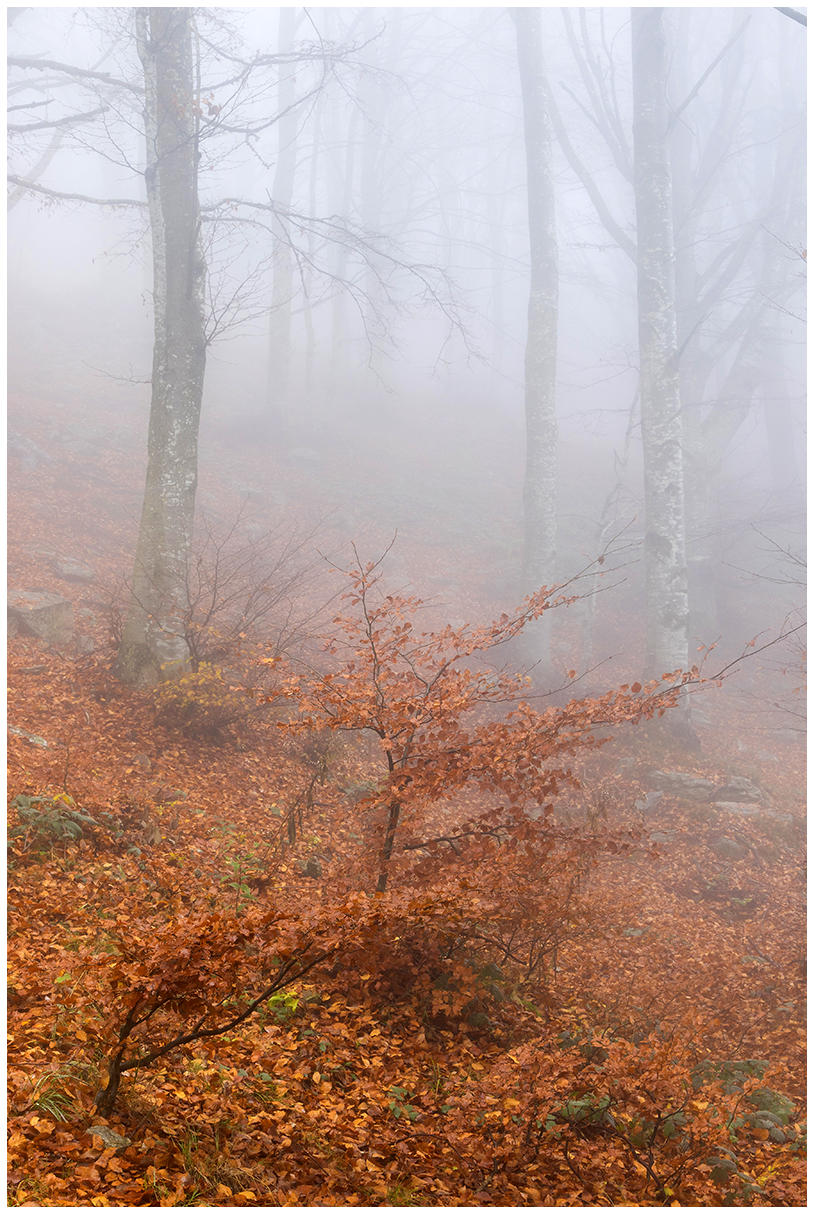 colori nella nebbia.