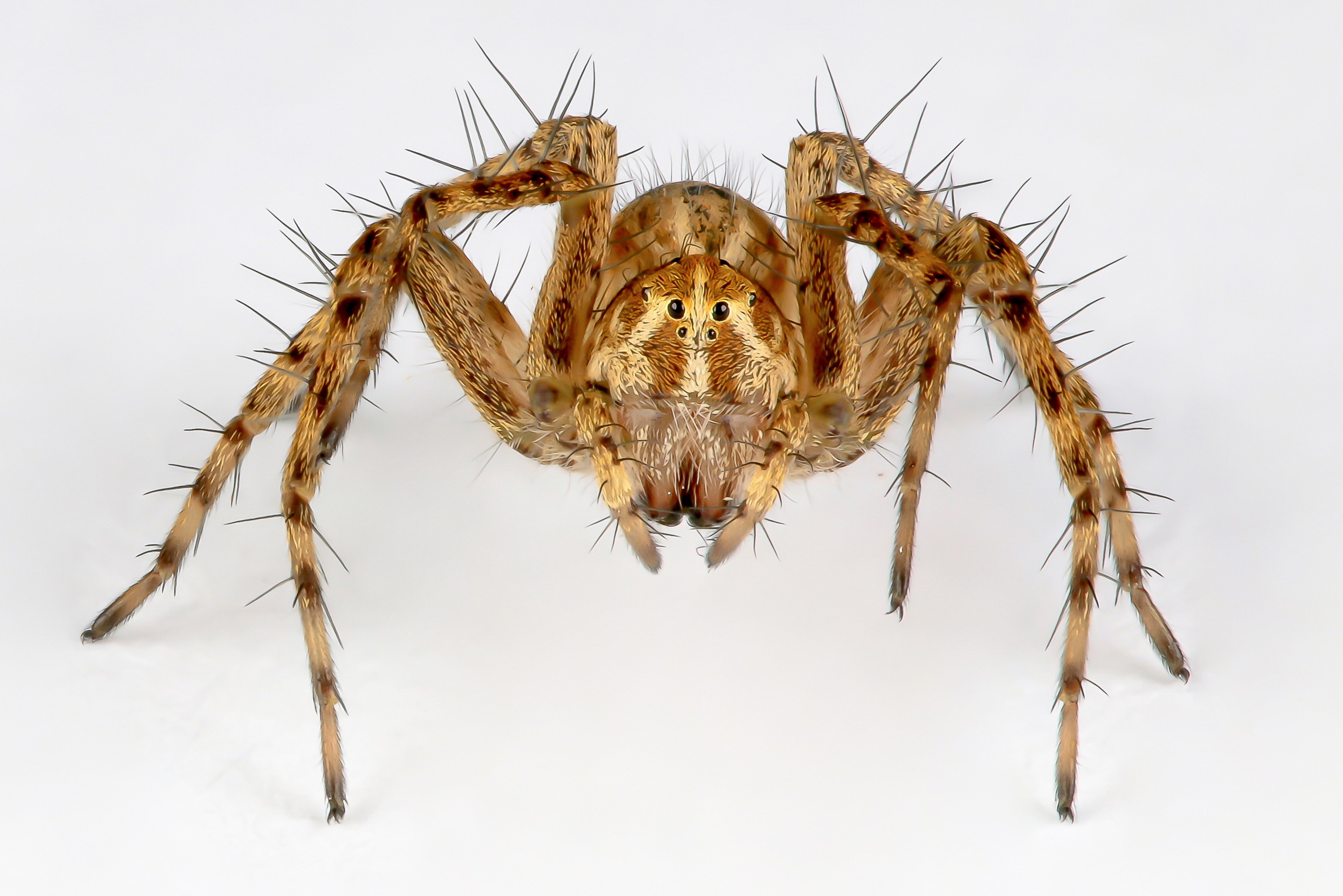 Oxyopes heterophthalmus female