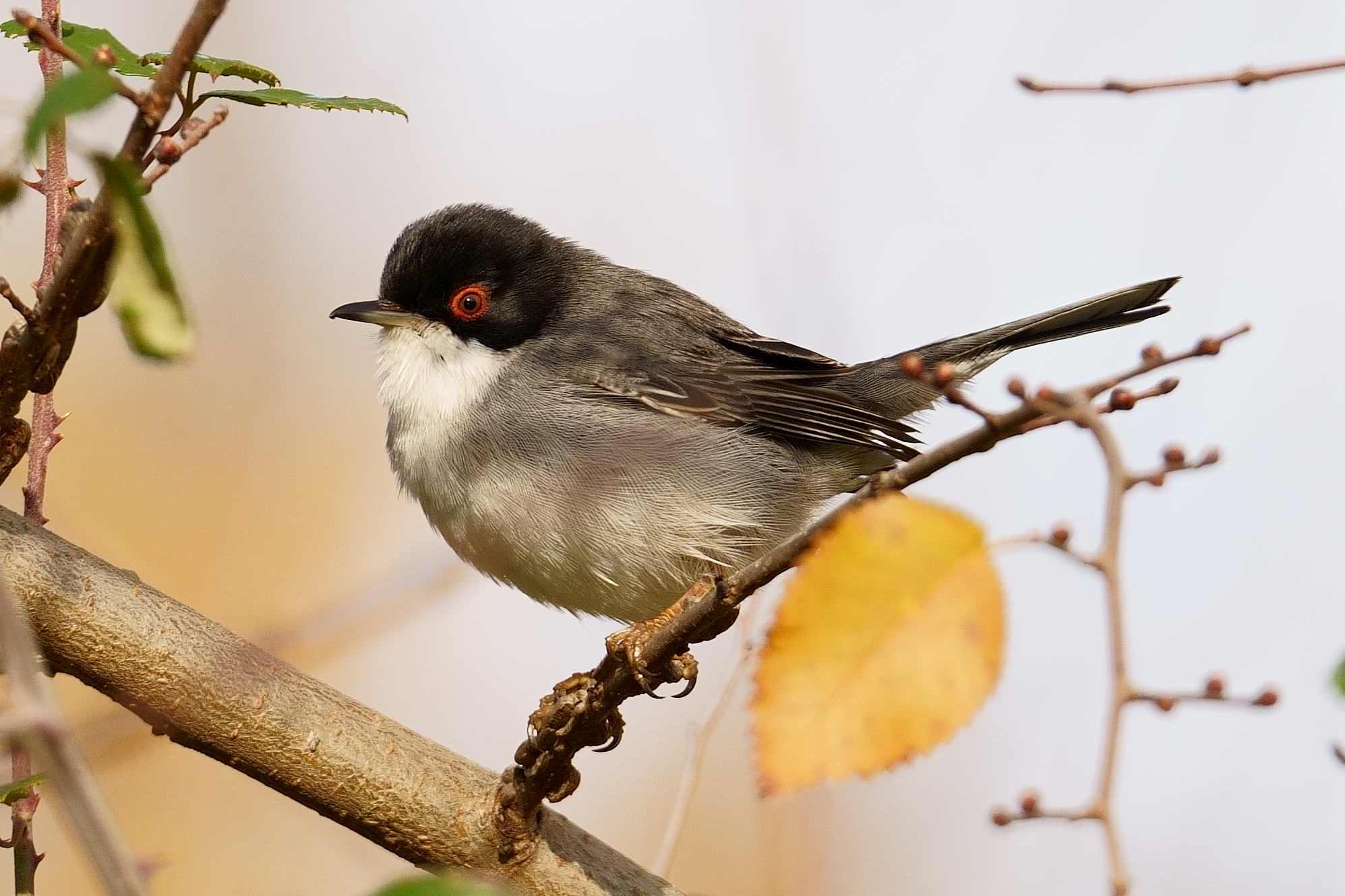 Sardinian warbler