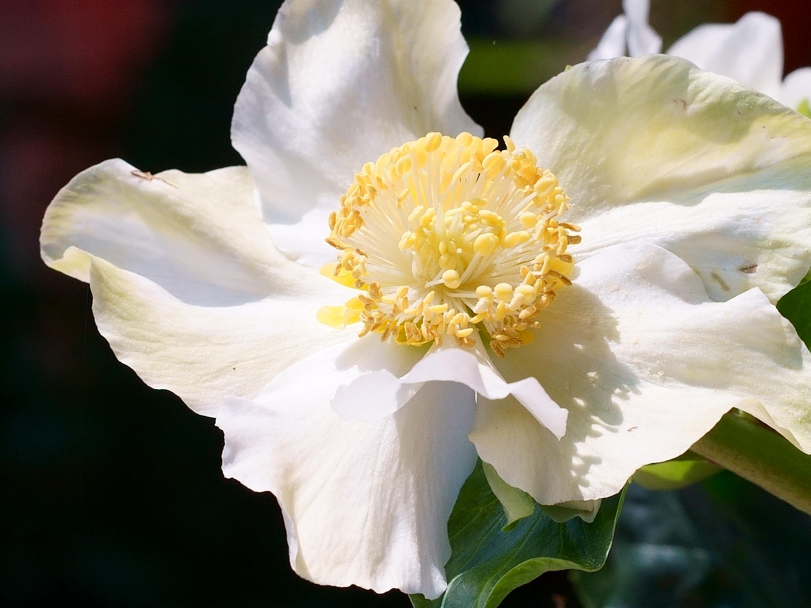 Elleboro "Rosa di natale"