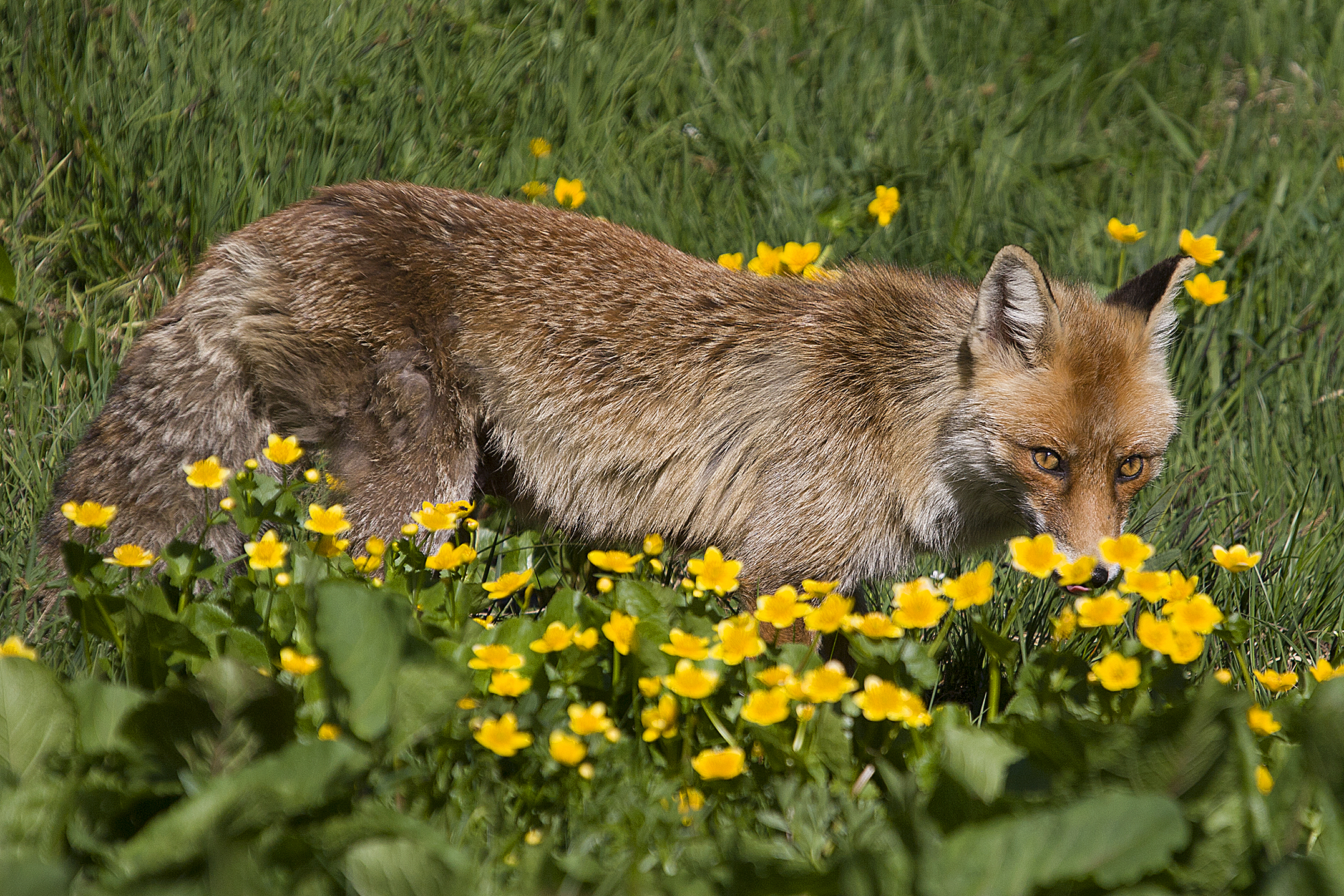 Fox among flowers