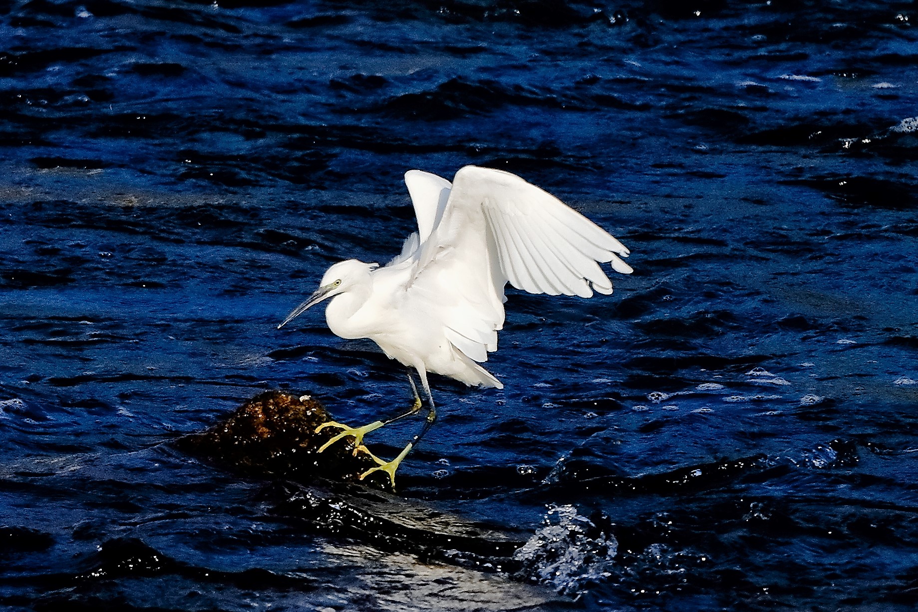 garzetta 19 ottobre 2022