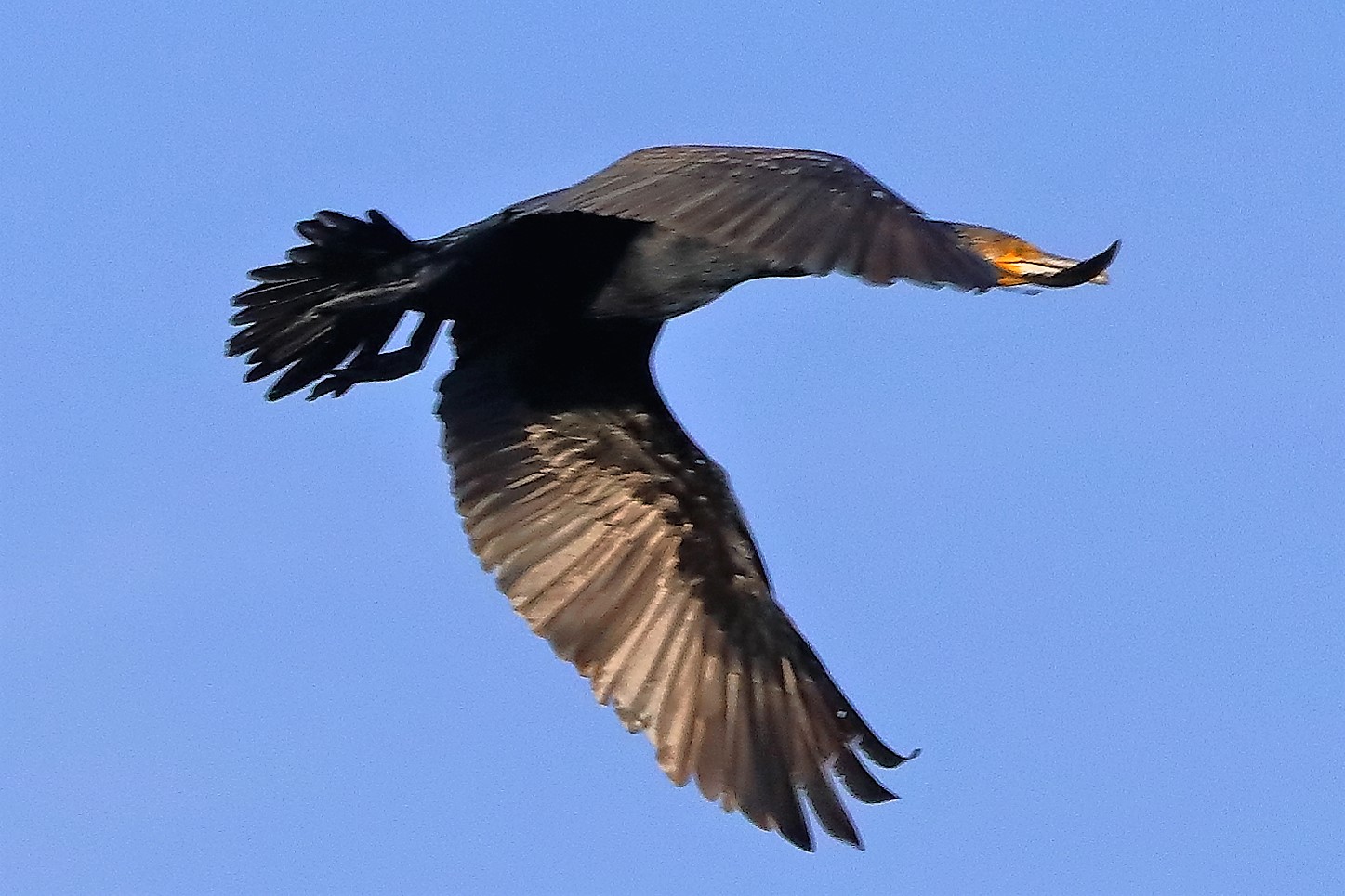 cormorano 03-10-2022