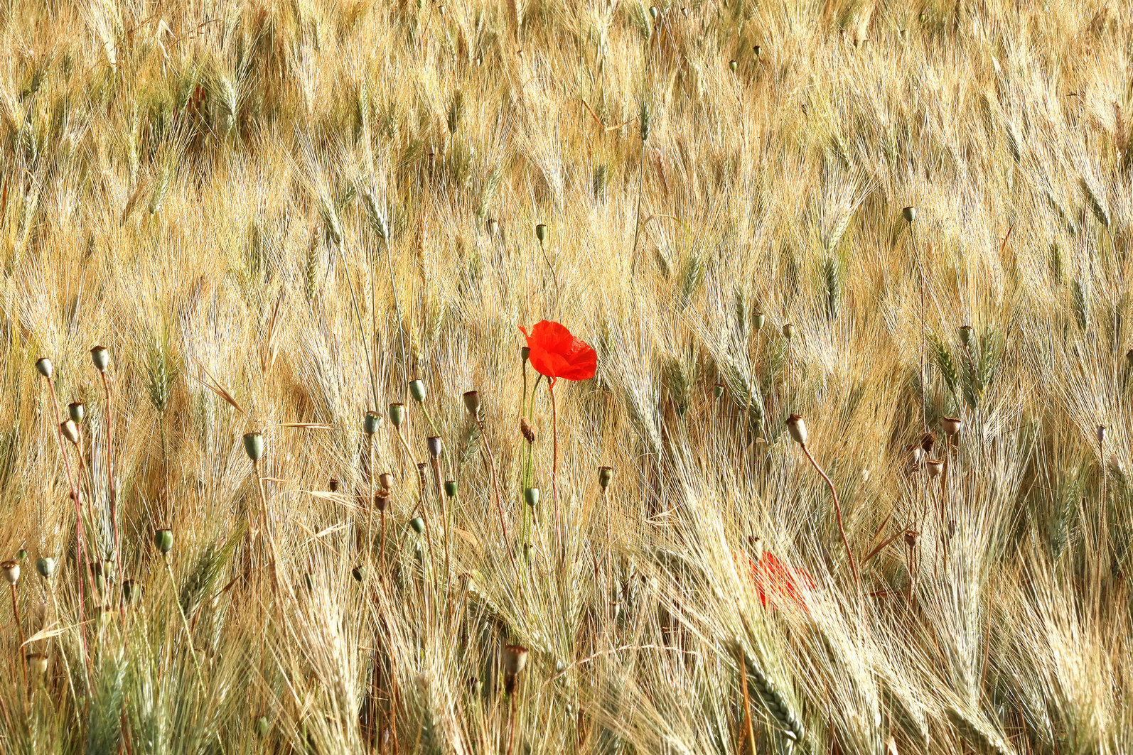 Untitled Photo